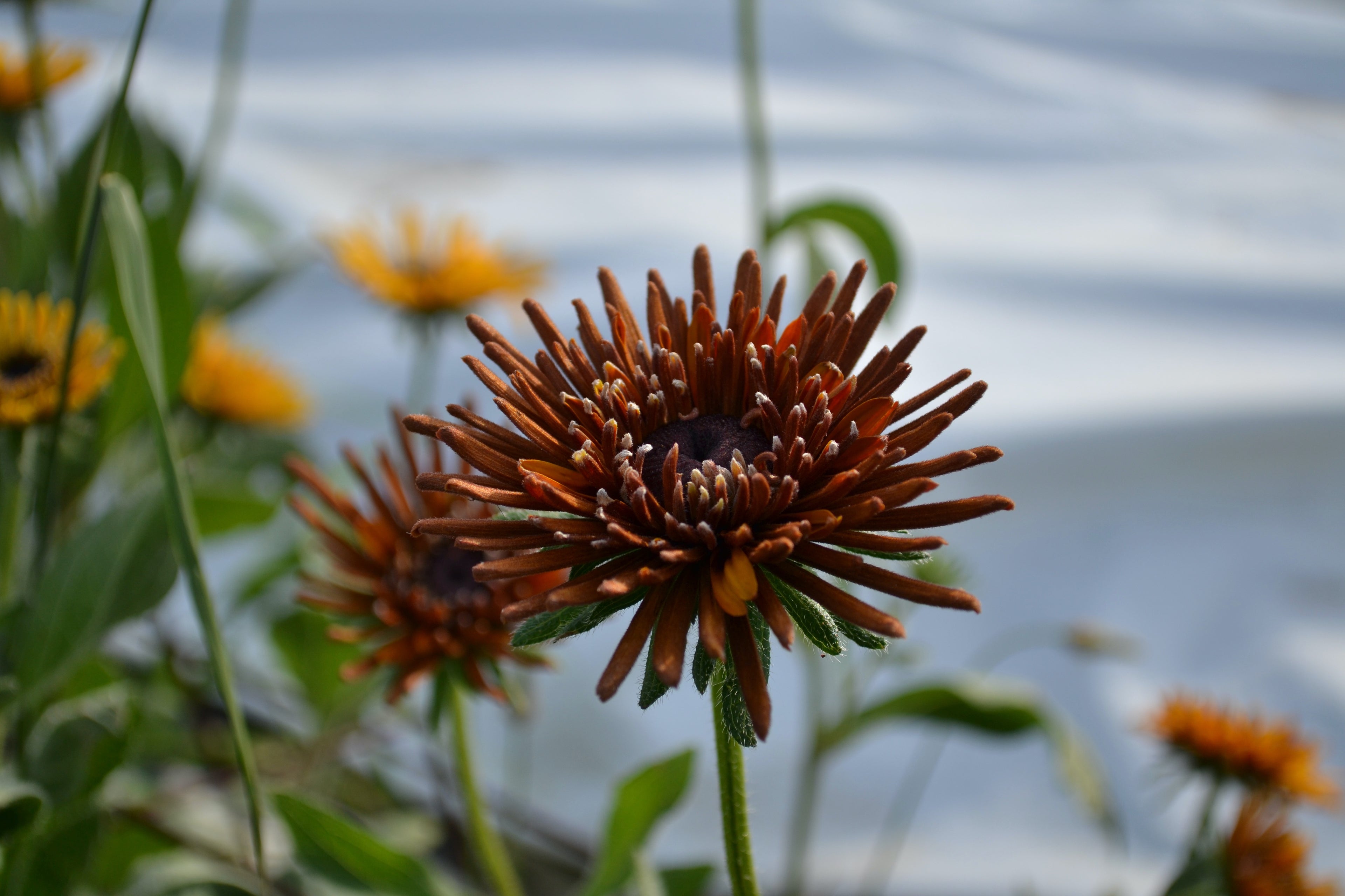 Rudbeckia