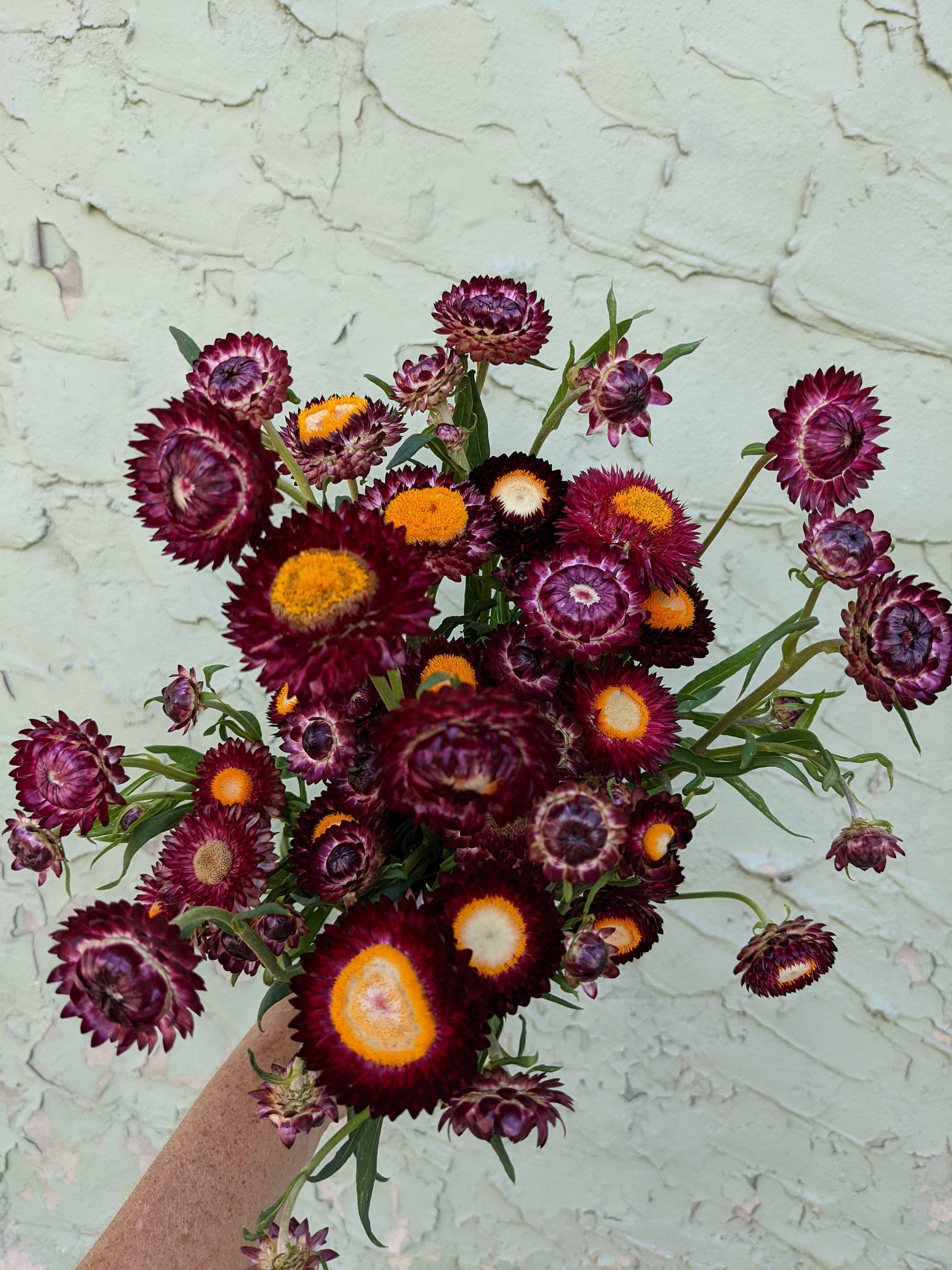 Strawflower Purple Red Seeds