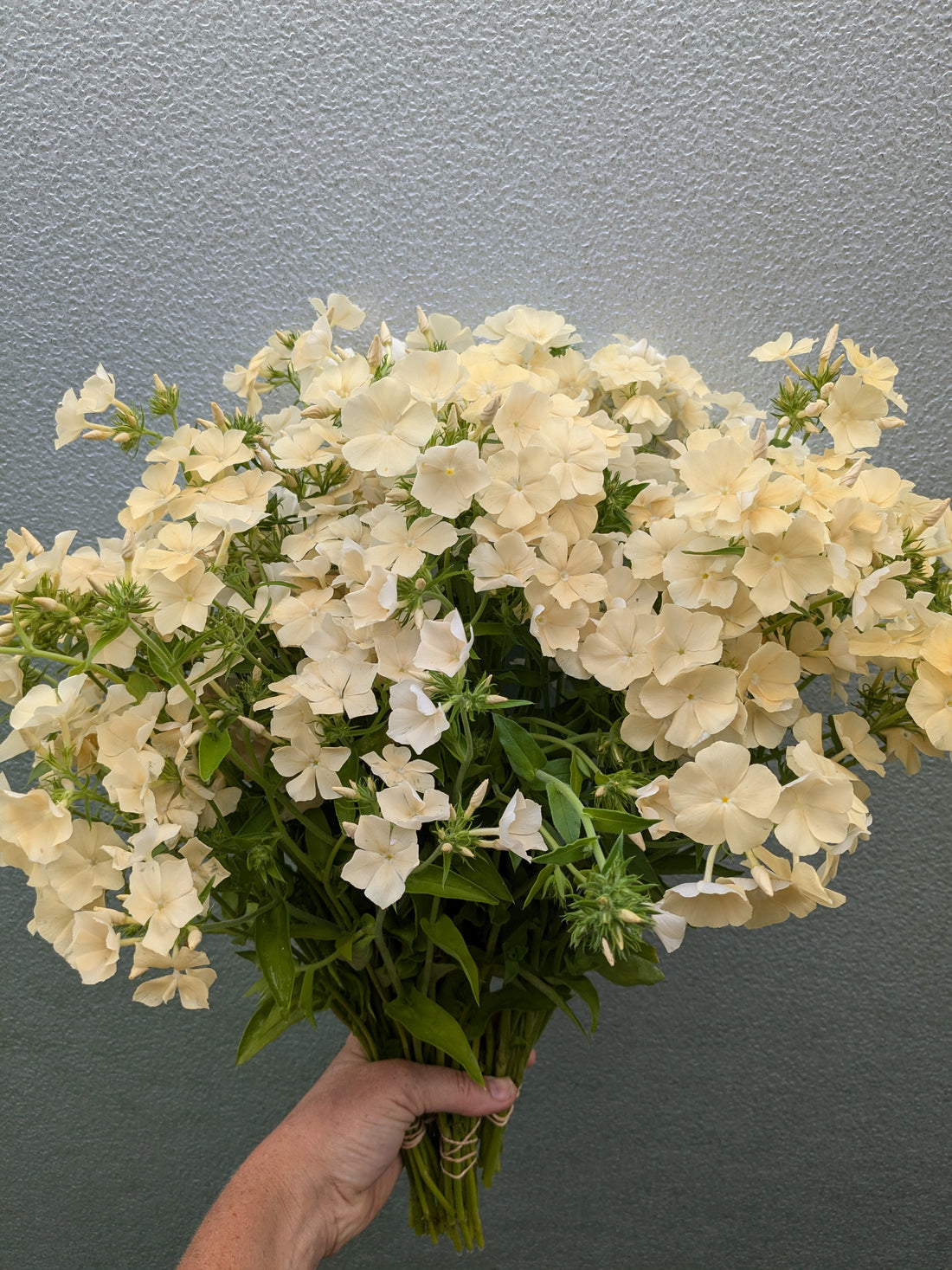 Phlox Dulce de Leche Seeds