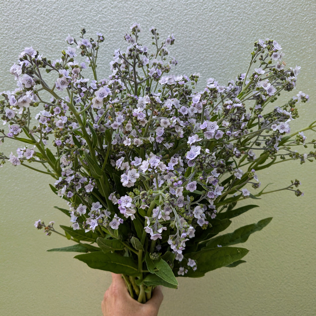 Forget Me Not Ms. Marilyn Seeds