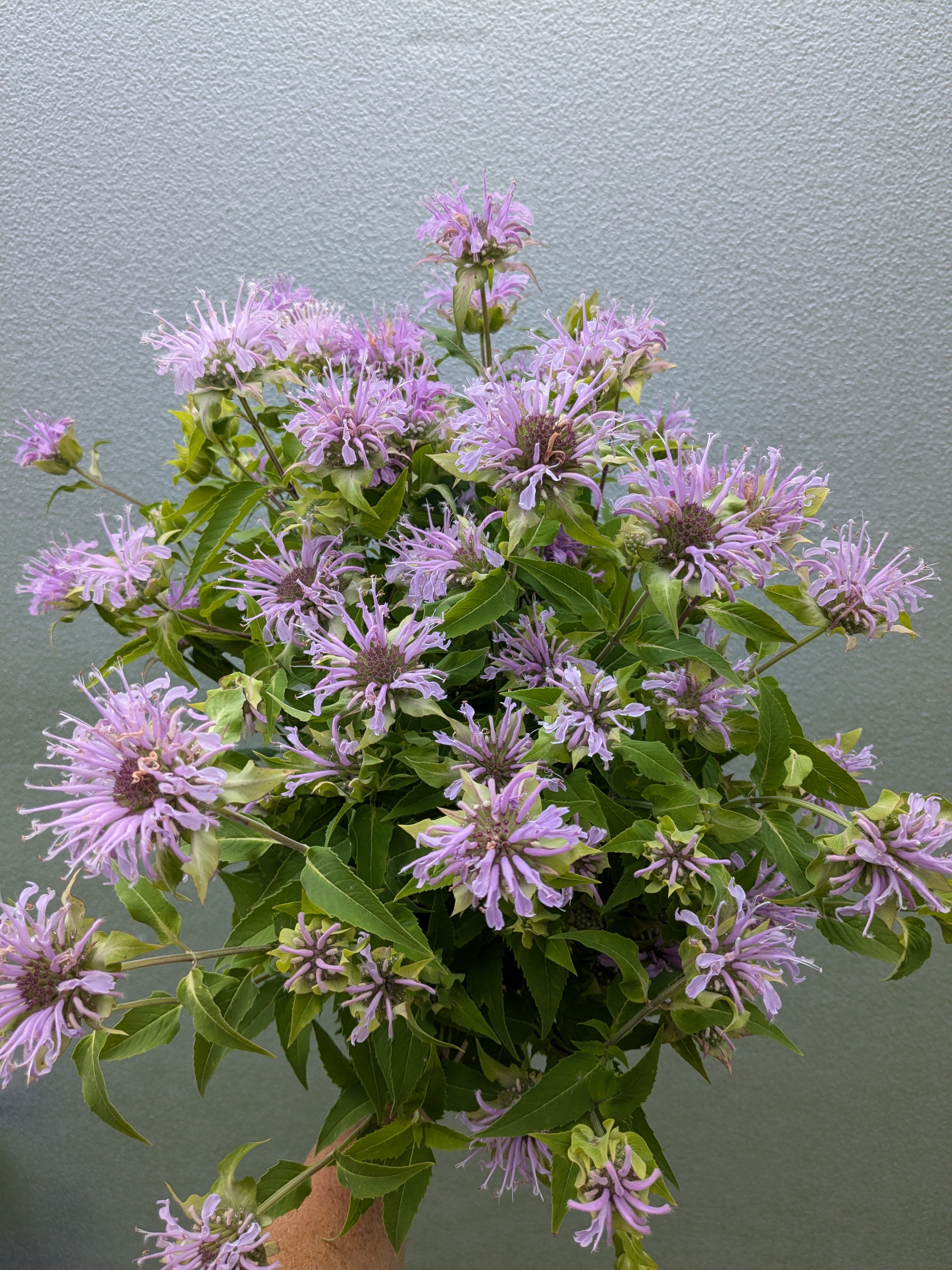 planting wild bergamot seeds Wild Bergamot Seeds