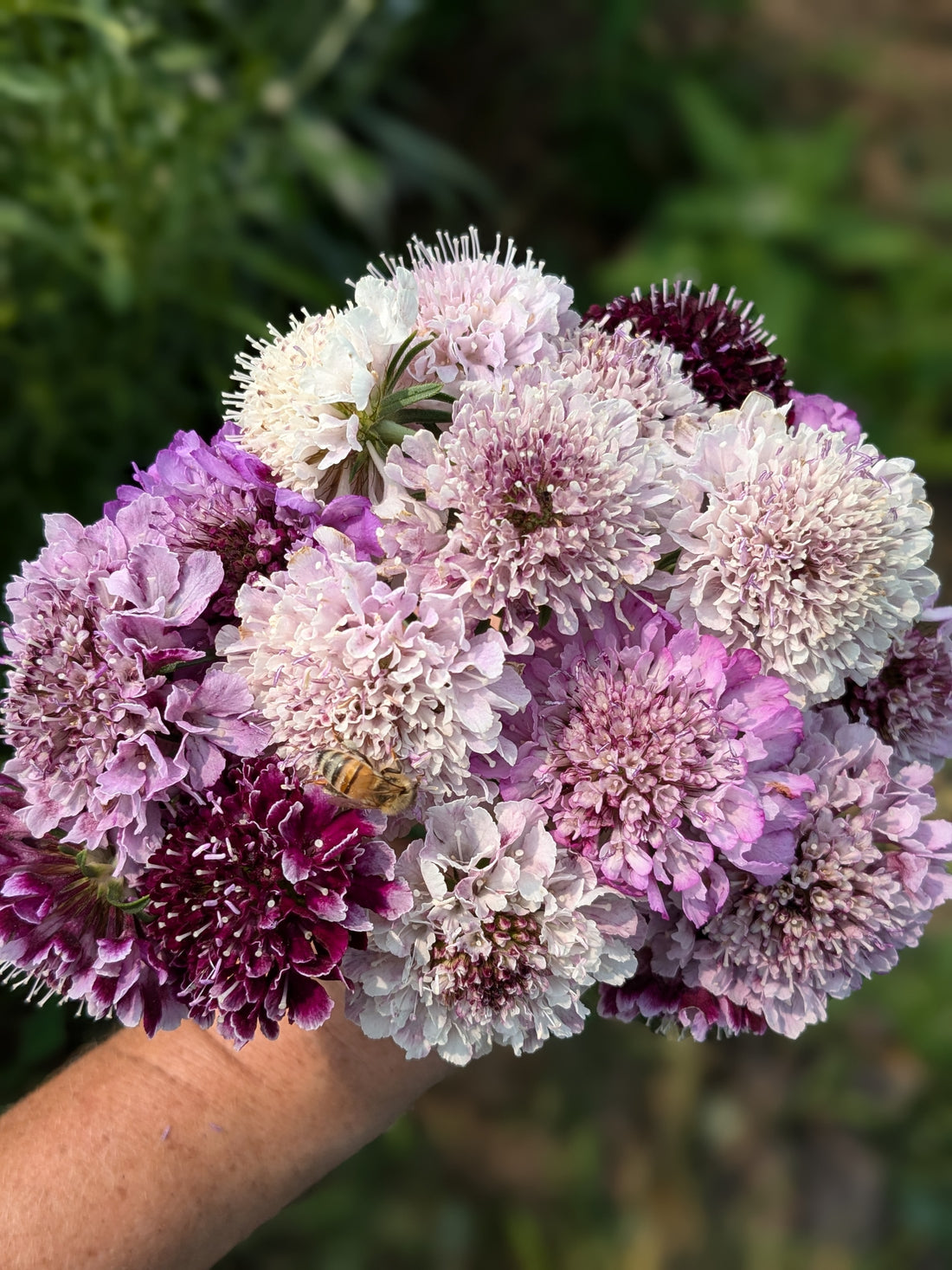 Scabiosa Misty Mountain Mix Seeds