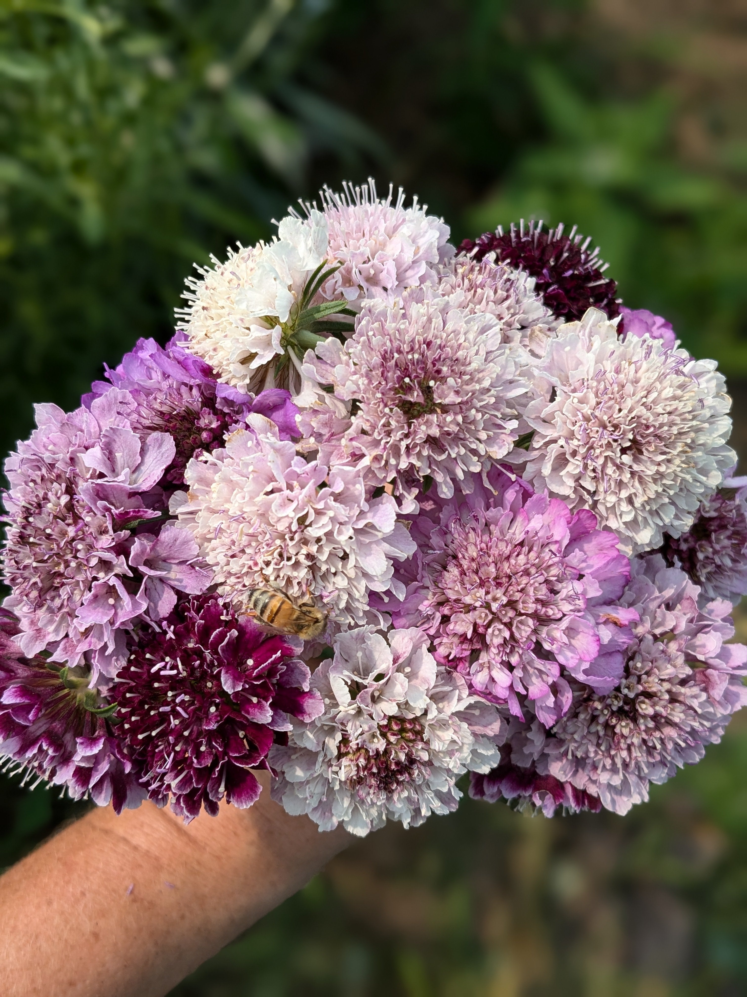 Scabiosa Misty Mountain Mix Seeds