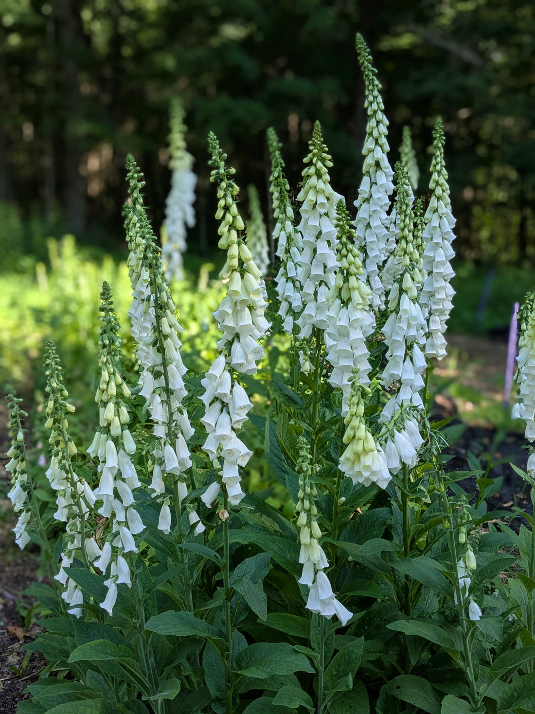 Foxglove alba