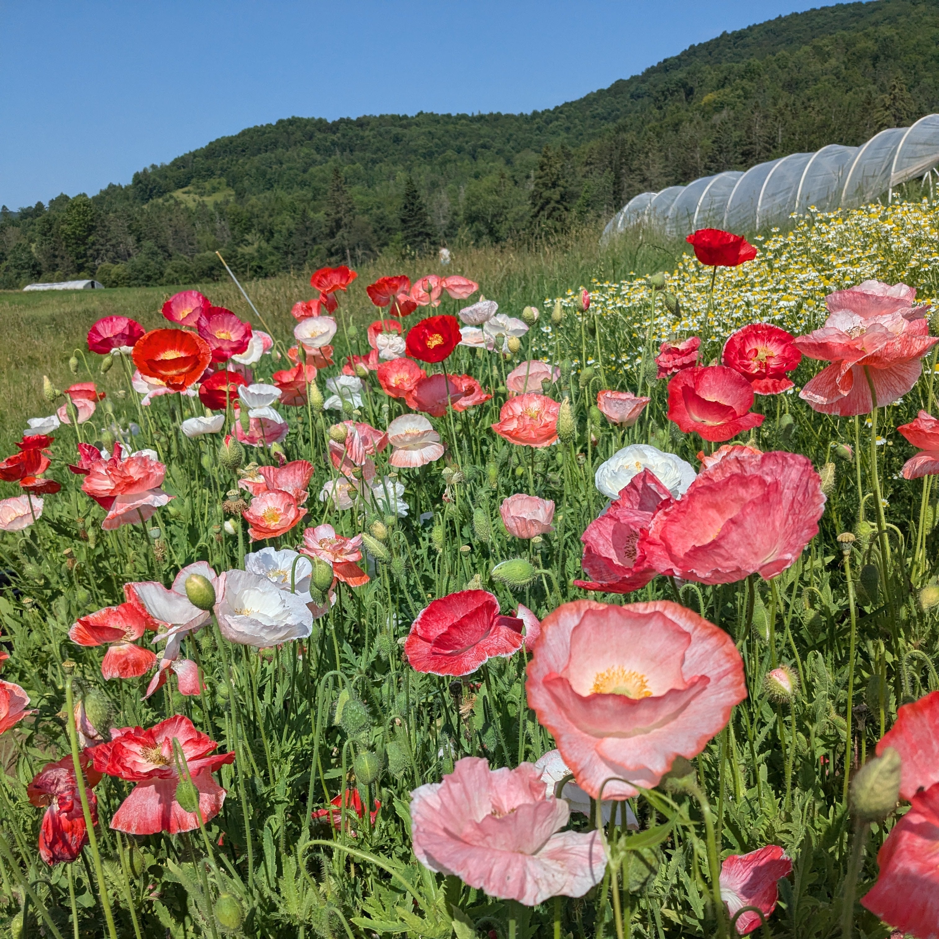 planting shirley poppy seeds Shirley Poppy Falling in Love Seeds