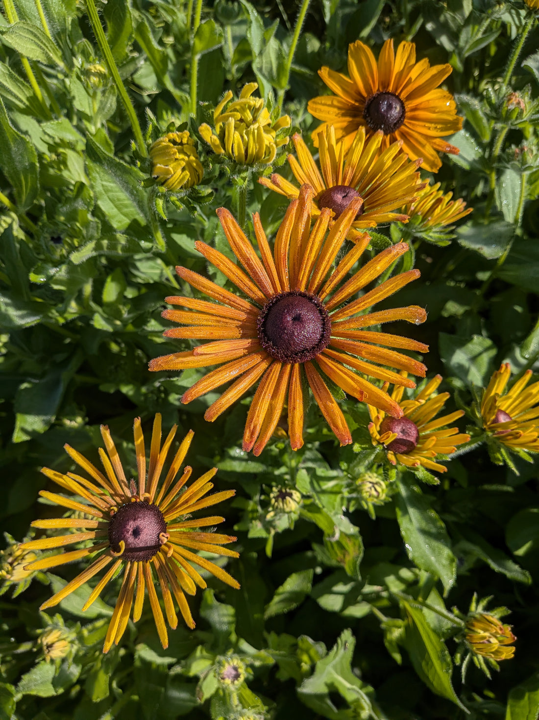 Rudbeckia Chimchiminee Seeds