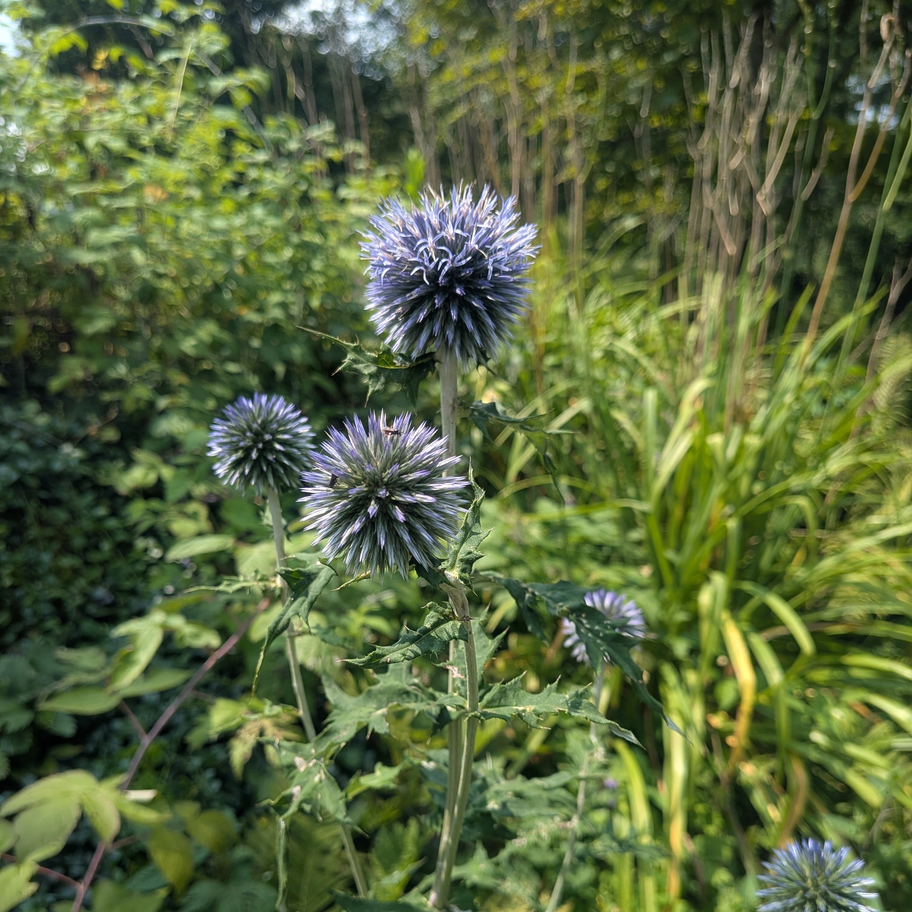 Blue Globe Thistle (Echinops Ritro) Seeds – Jig-Bee Flower and Seed Company