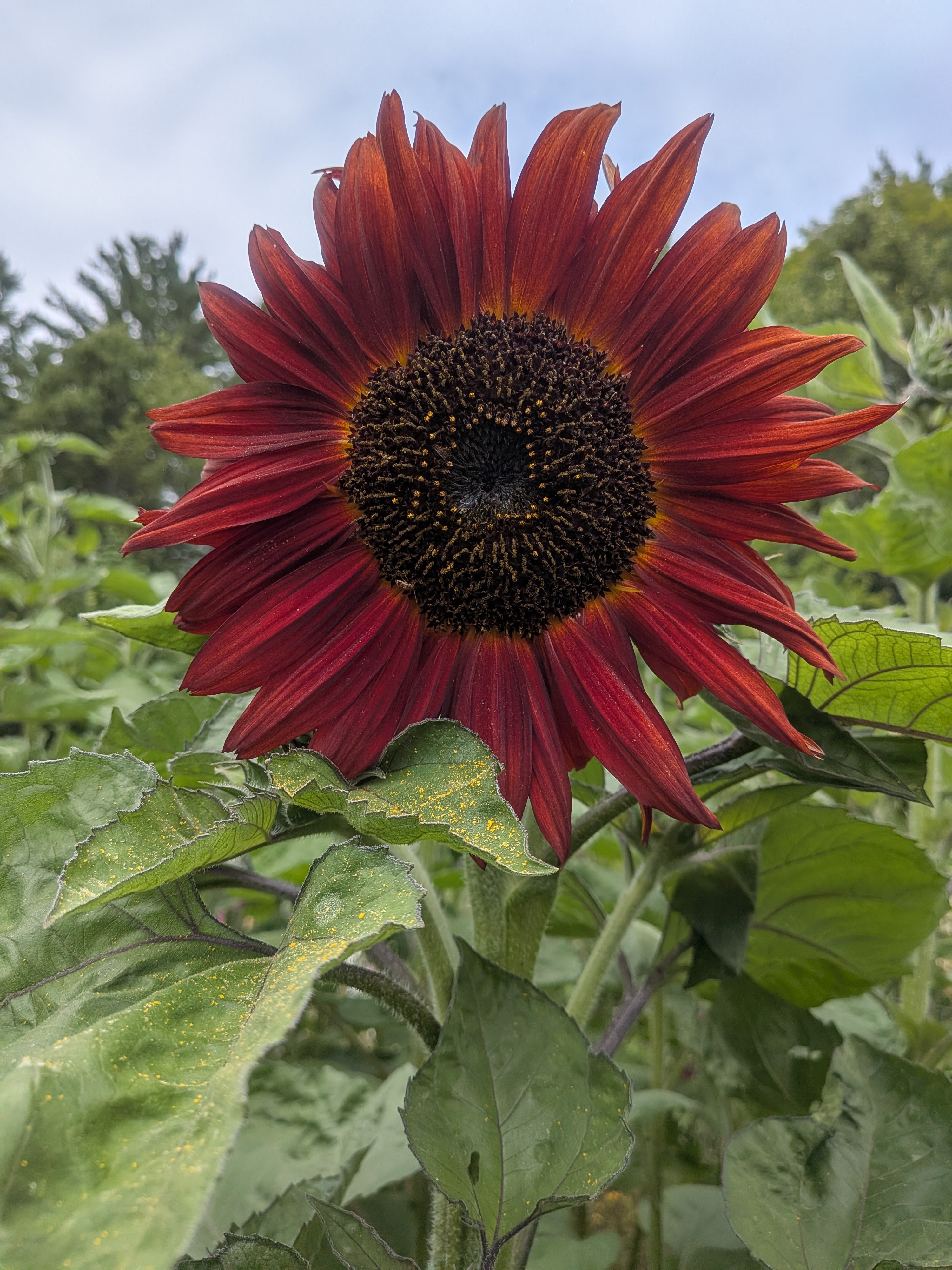 Sunflower Better Off Red Seeds