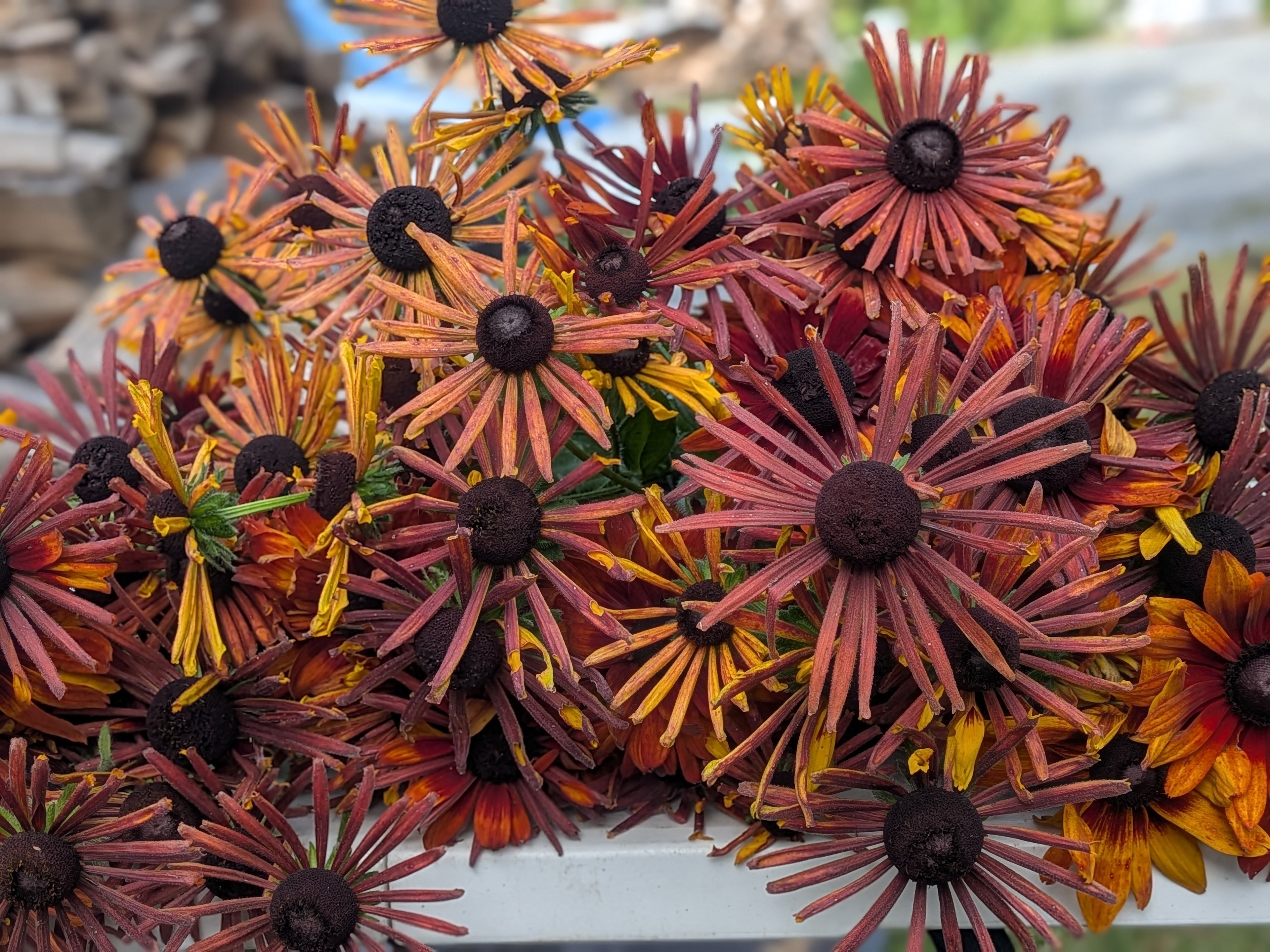 Rudbeckia Chimchiminee Seeds