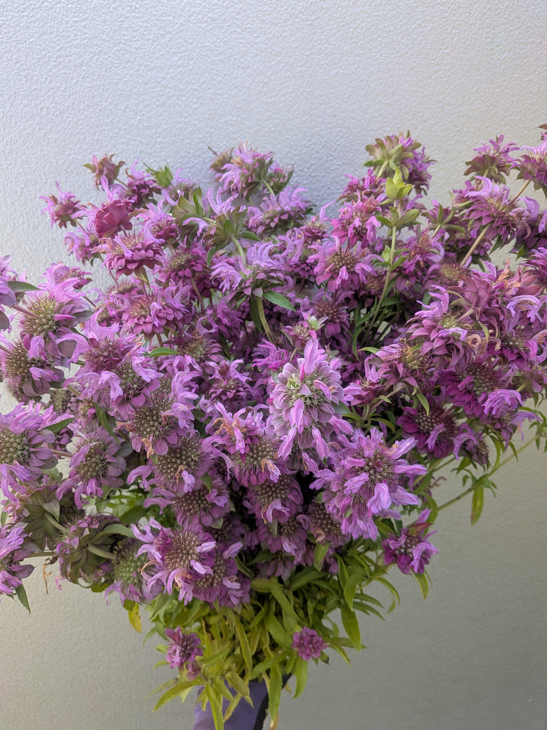 Monarda Lambada