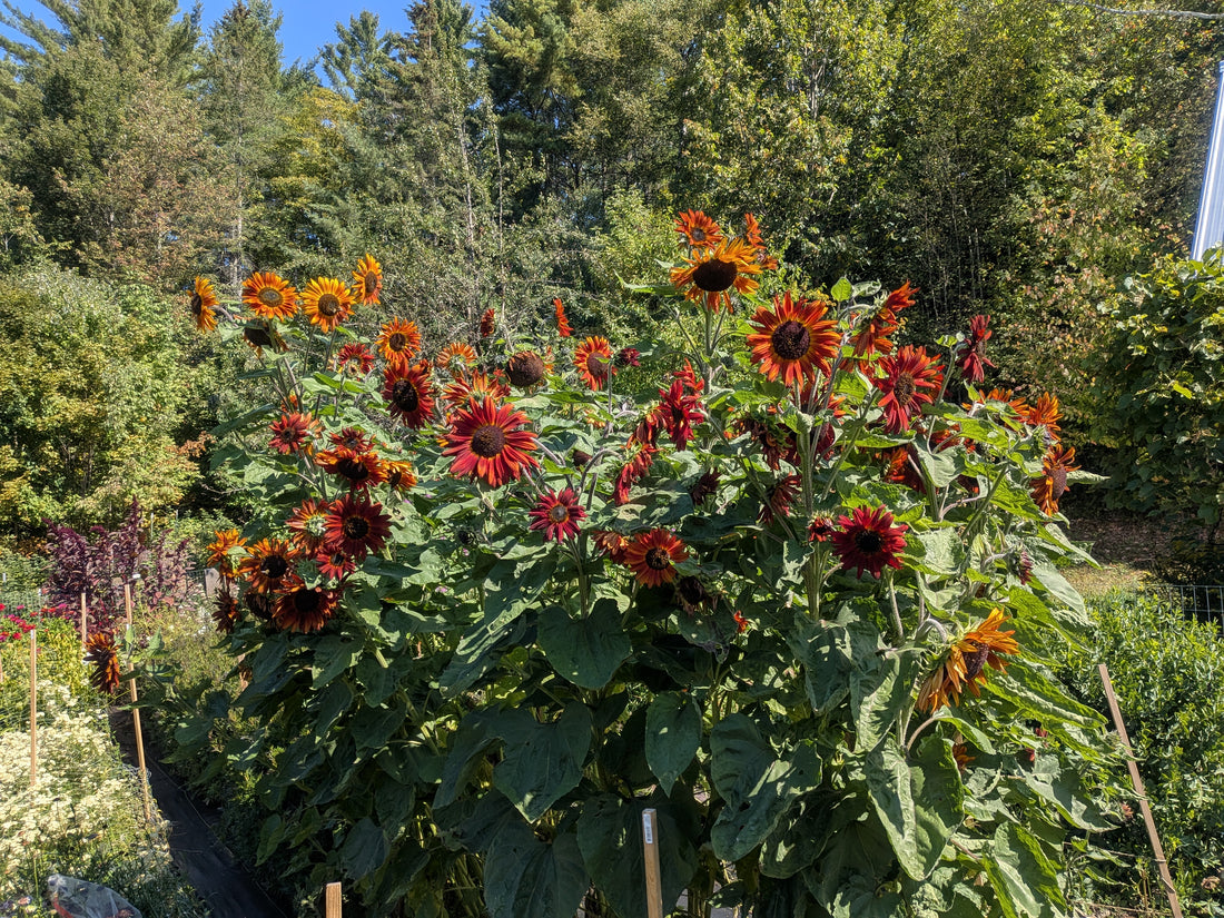 Sunflower Better Off Red Seeds