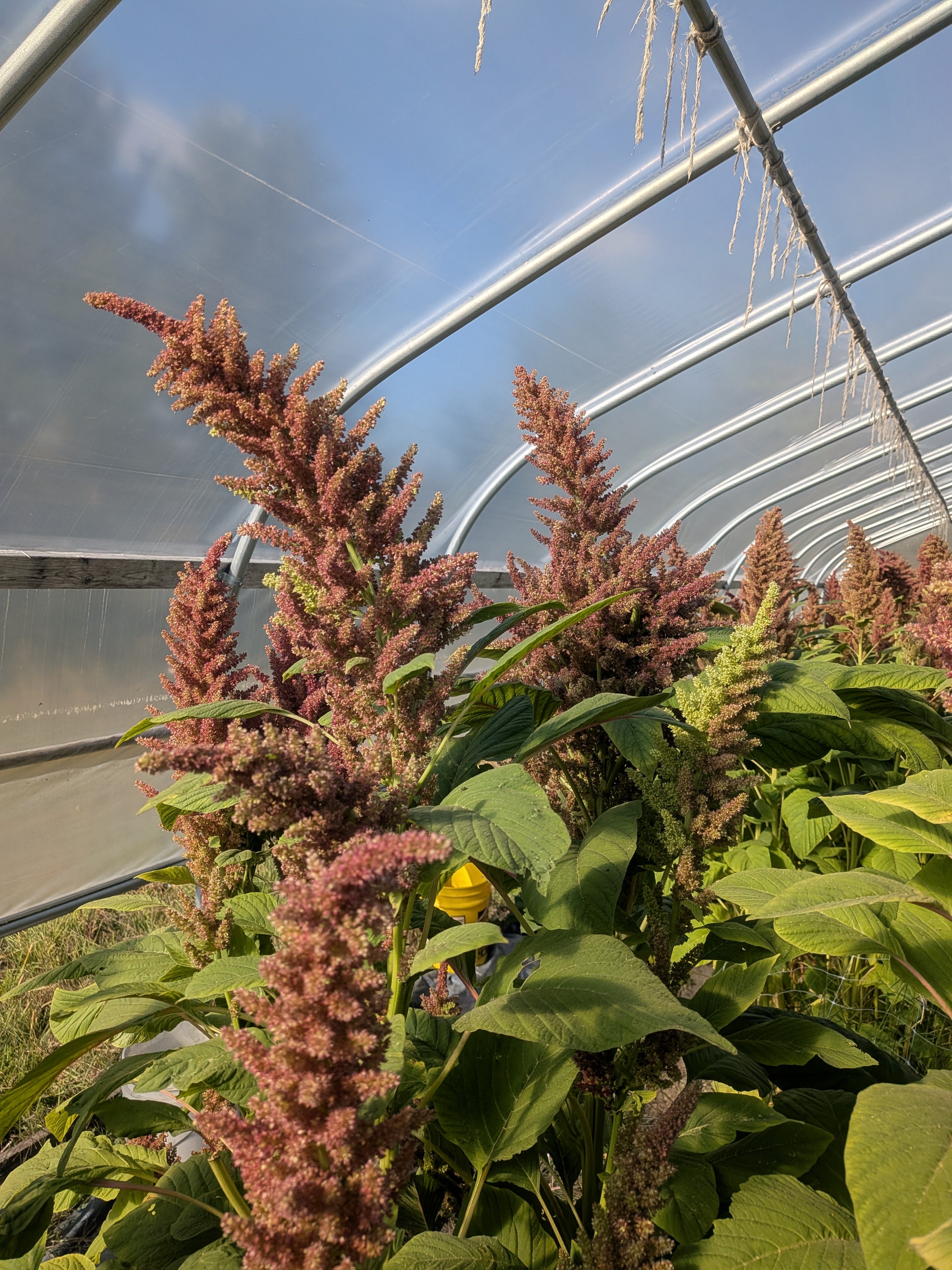 Amaranth Rose Gold Breeding Mix Seed