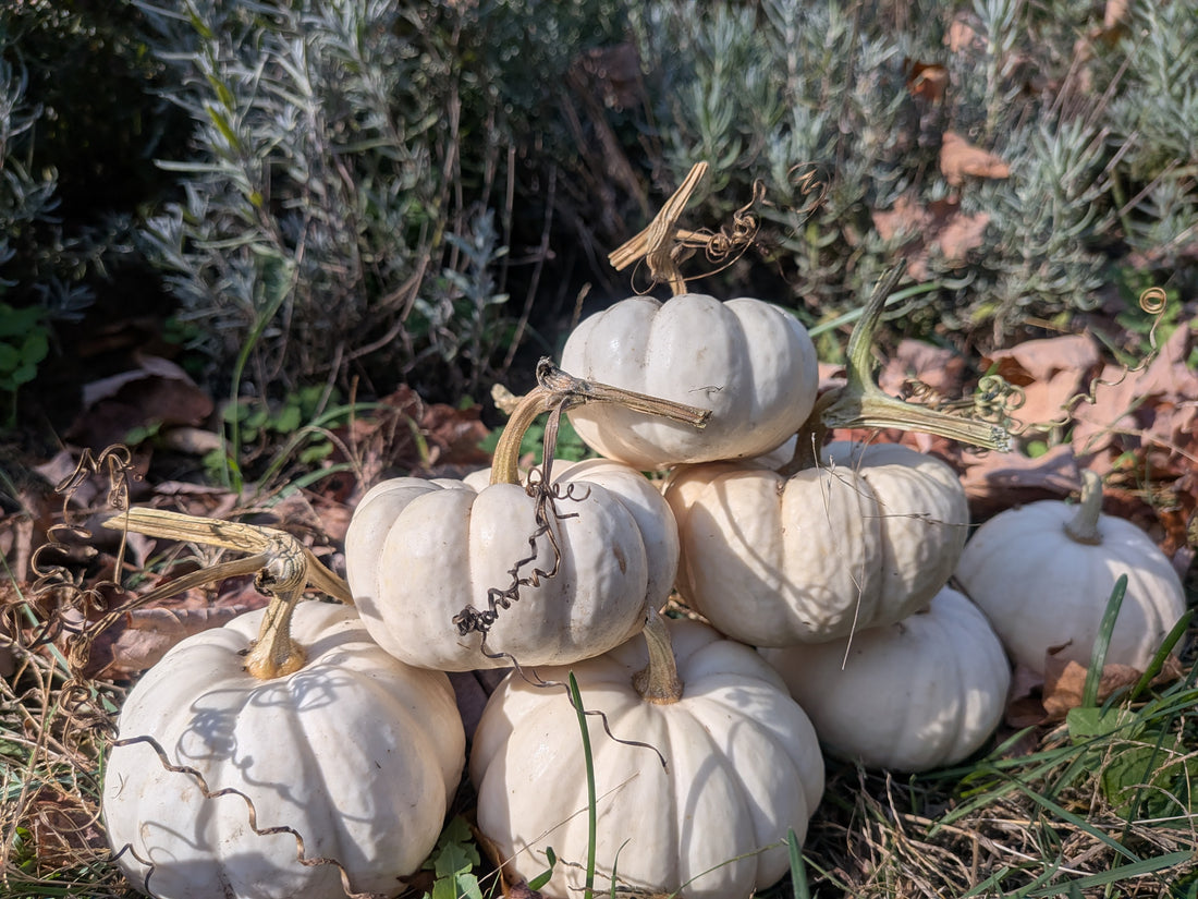Pumpkin Baby Boo Seeds