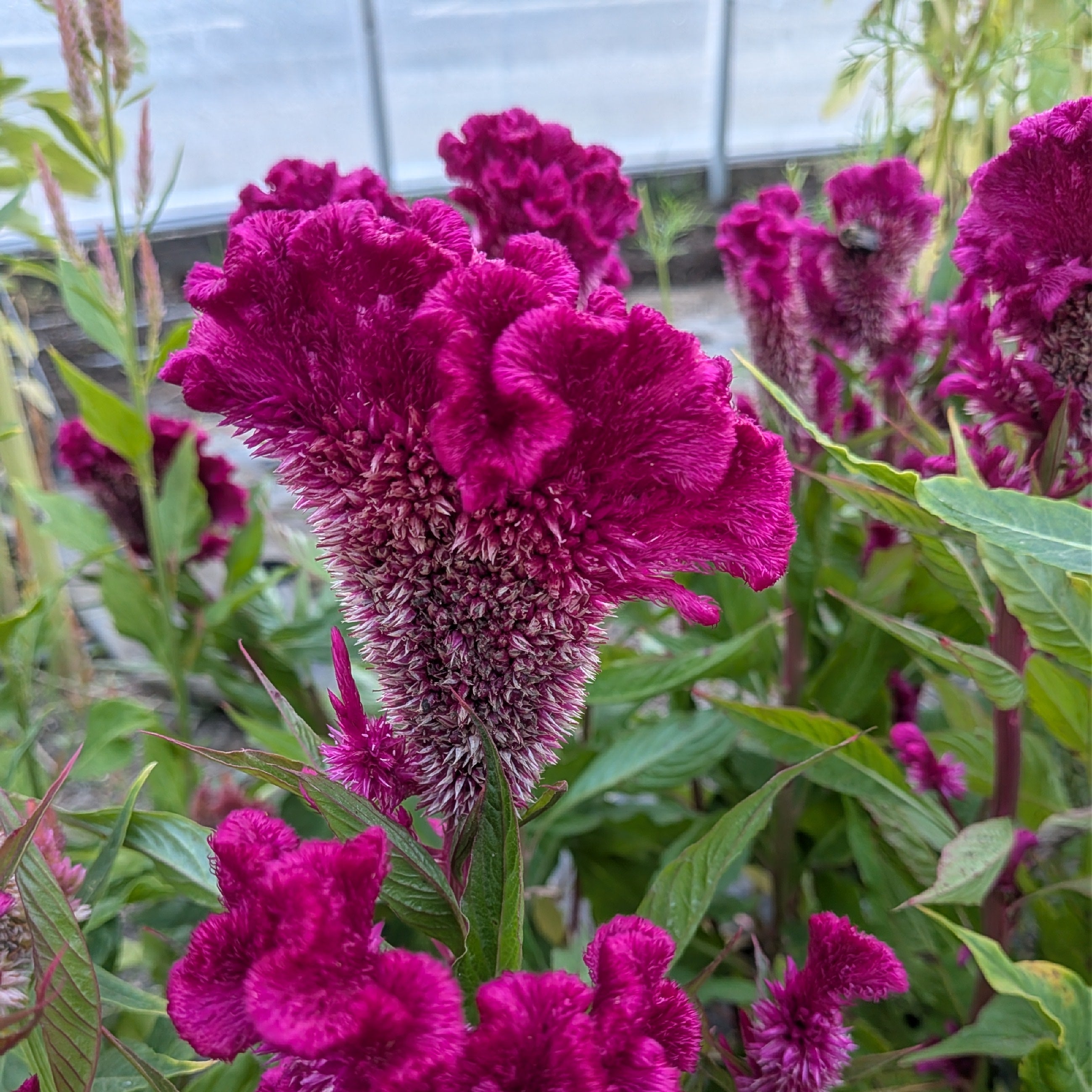 Celosia Mindmeld Fuschia Crested Cockscomb Seed