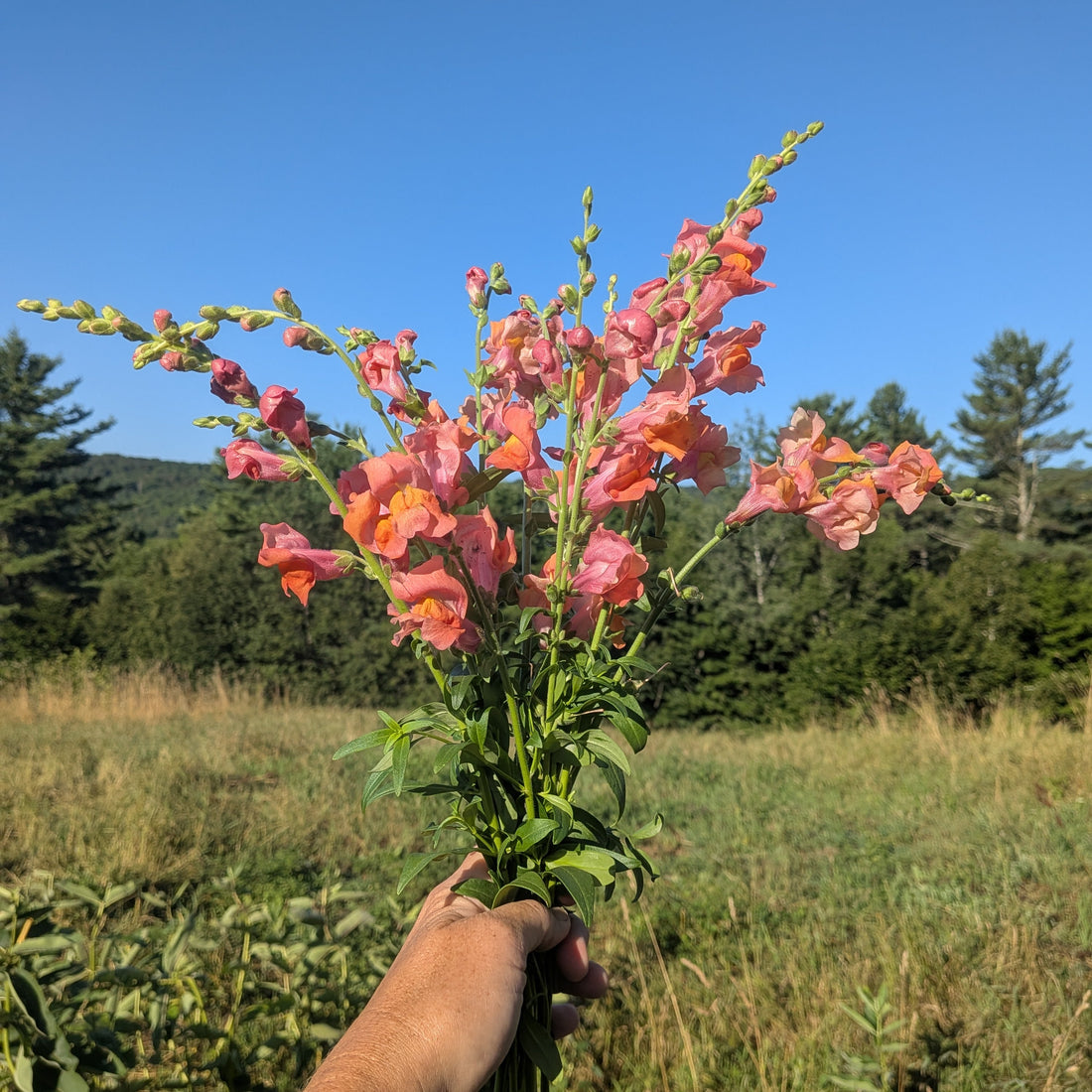Snapdragon Orange Wonder Seeds