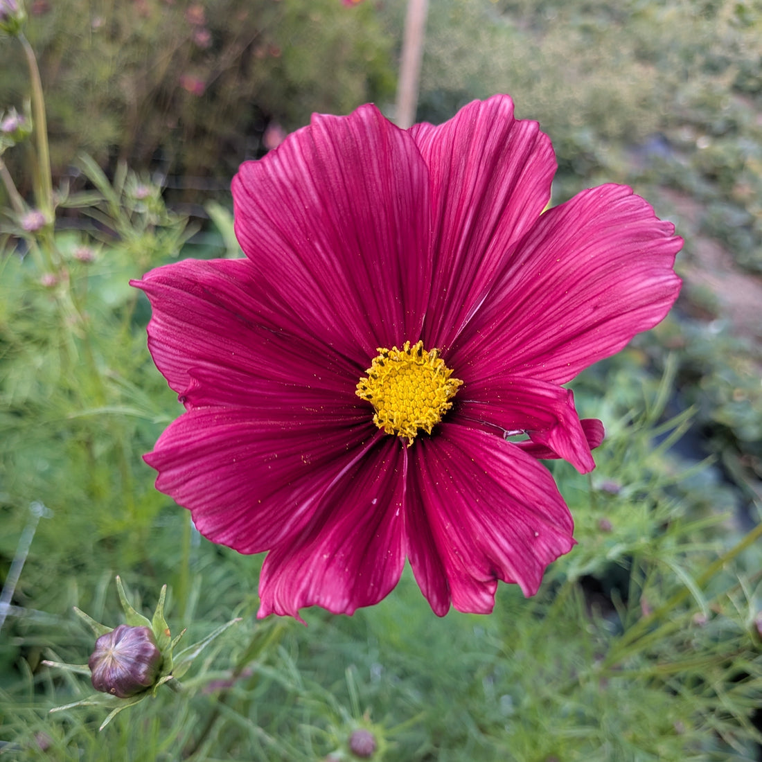 Cosmos Rubenza Seeds