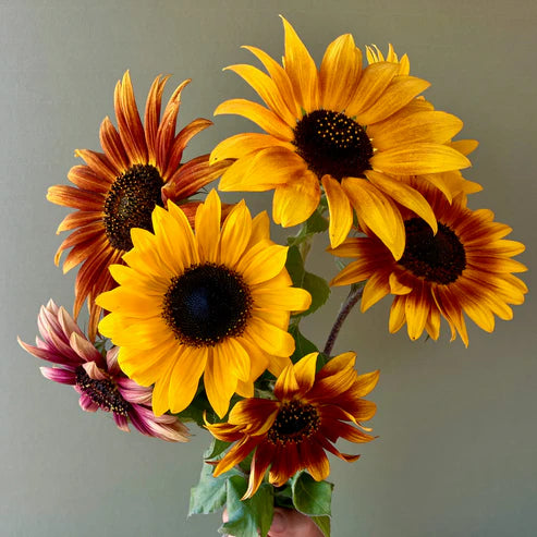 Sunflower Bonfire Mix Seeds