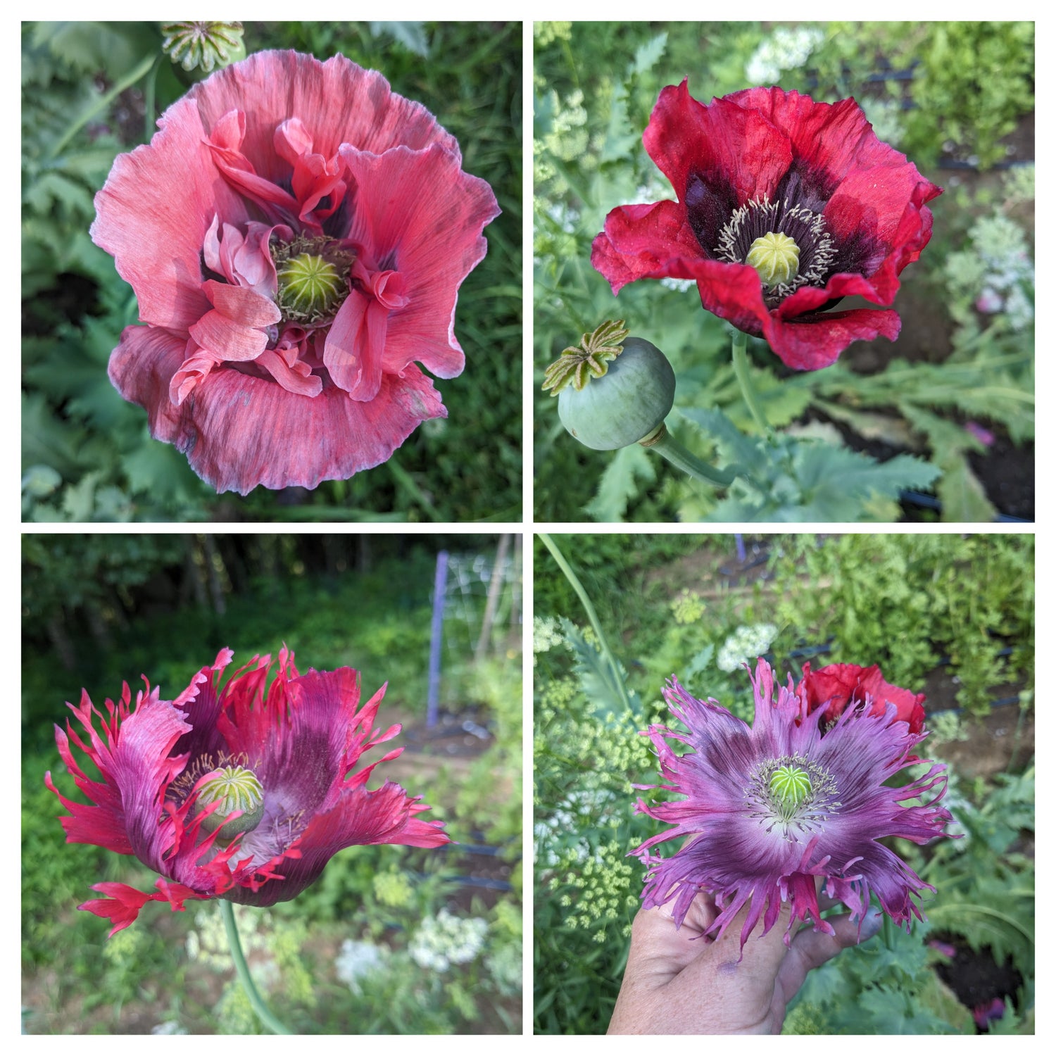 poppy flower seed mix Poppy Drama Queen Mix Seeds – Jig-Bee Flower and Seed Company