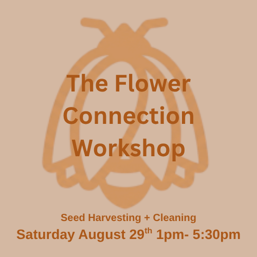 The Flower Connection Workshop August 29th -  Seed Harvesting + Cleaning