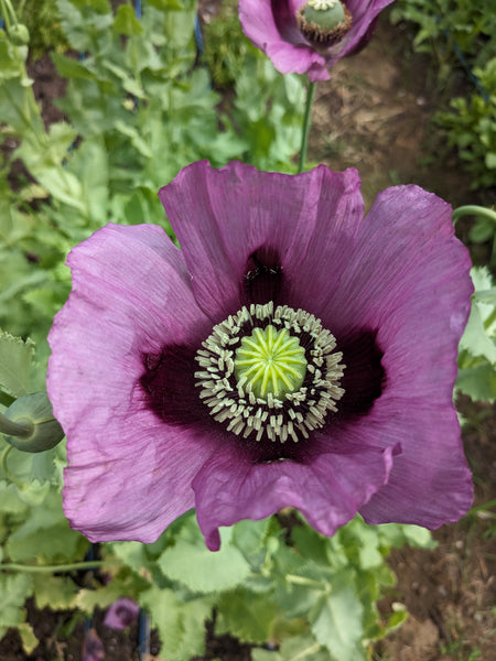 Poppy Drama Queen Mix Seeds – Jig-Bee Flower and Seed Company