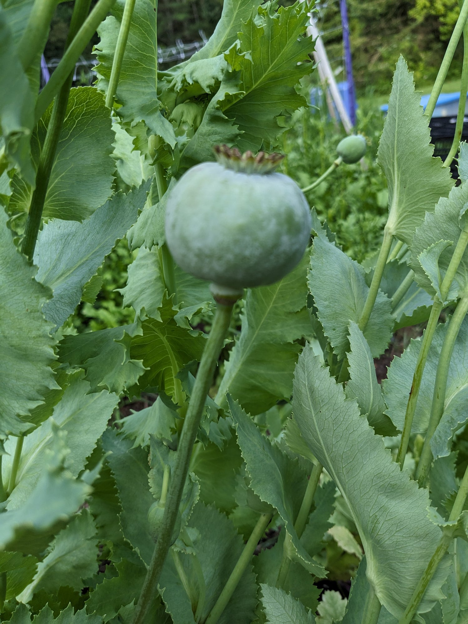 buy poppy seeds to plant Poppy Giant Breadseed Seeds