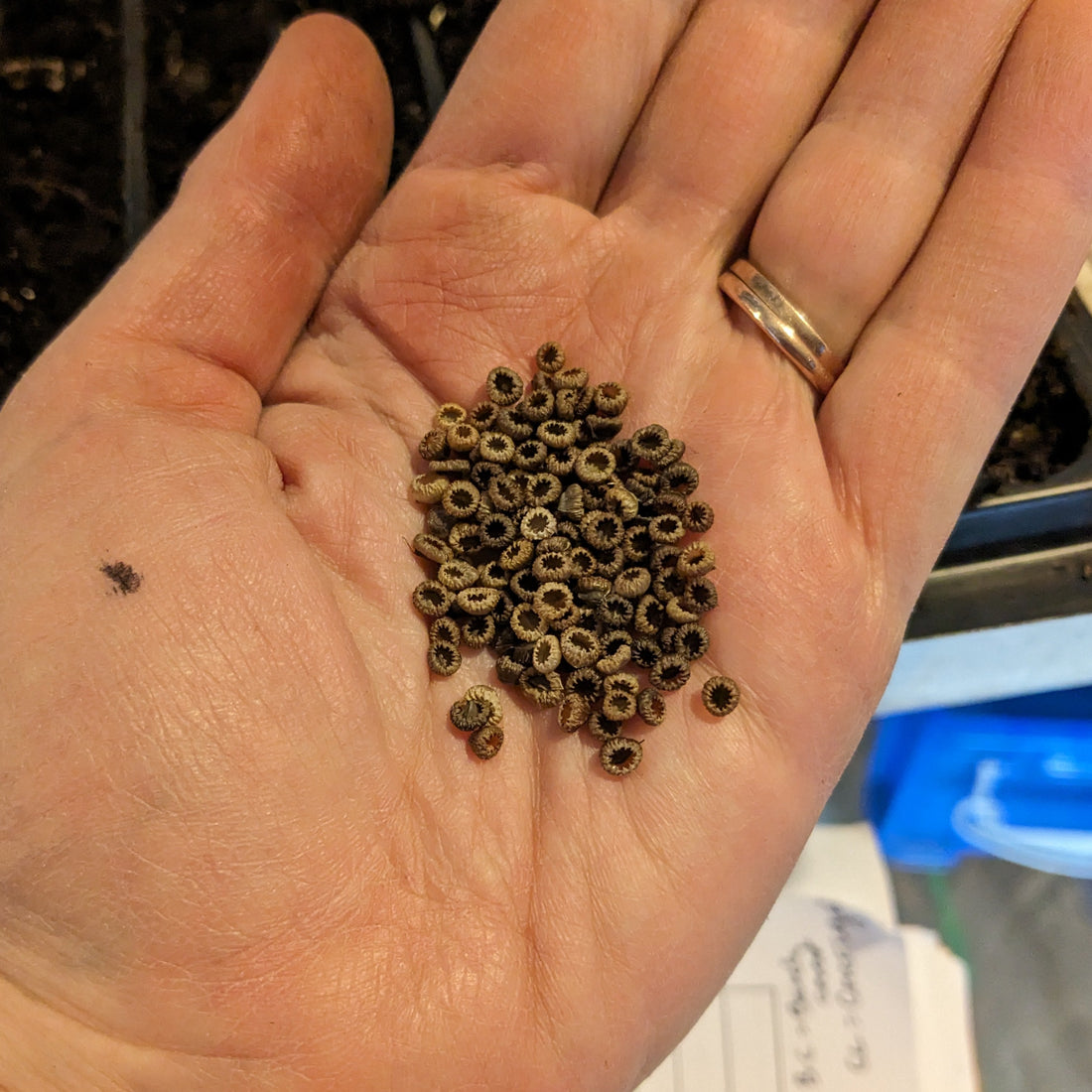 The Flower Connection Workshop August 29th -  Seed Harvesting + Cleaning