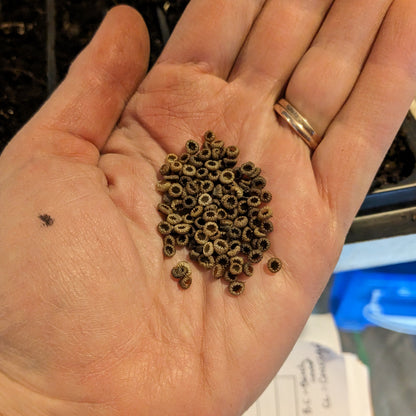 The Flower Connection Workshop August 1st - Variety Selection and Breeding