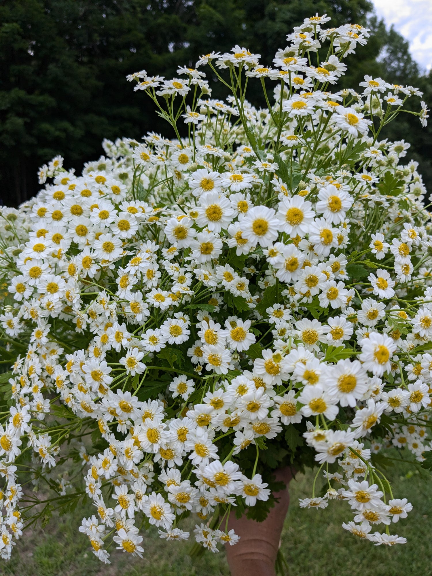 feverfew plant seeds Feverfew Magic Single Seeds