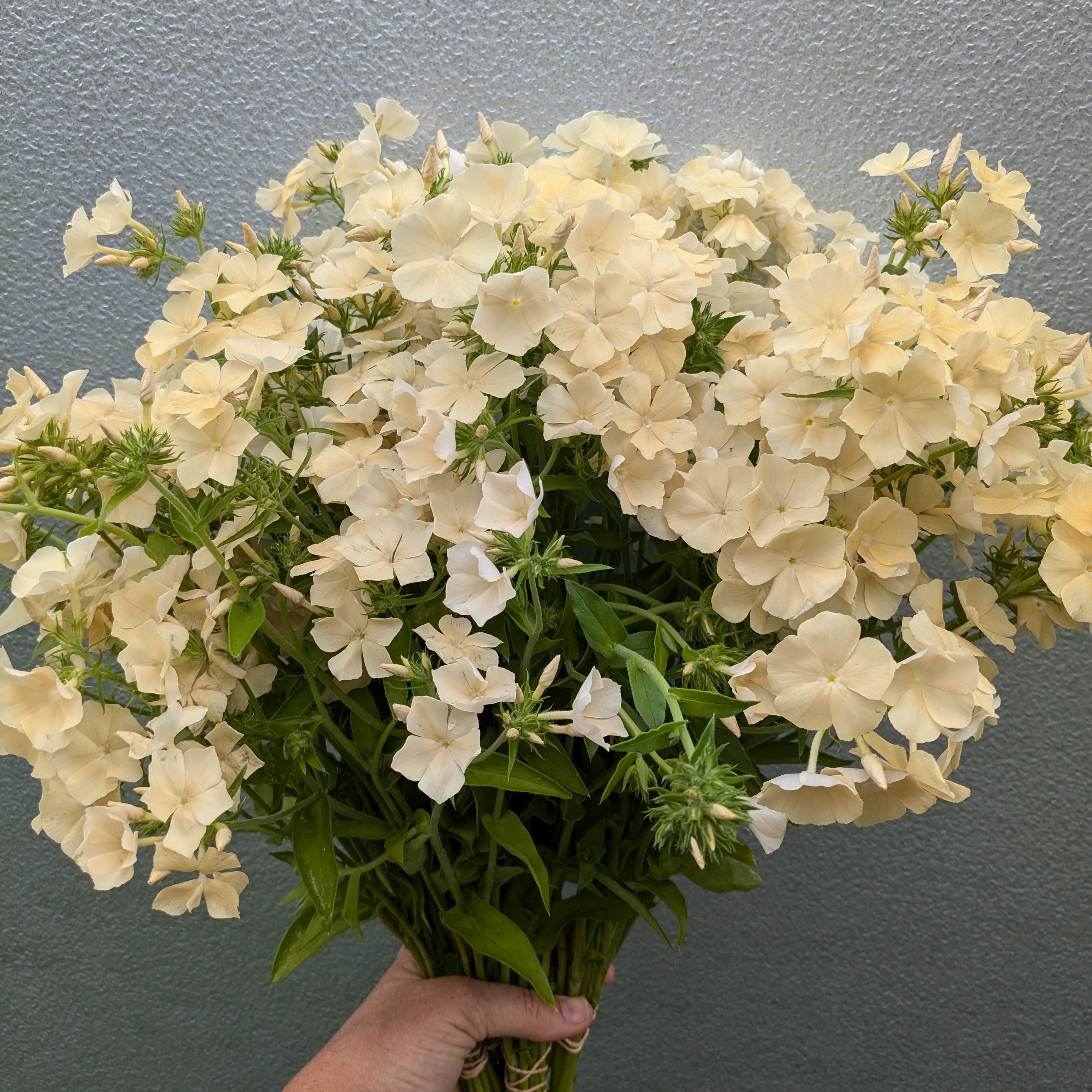Phlox Dulce de Leche Seeds – Jig-Bee Flower and Seed Company