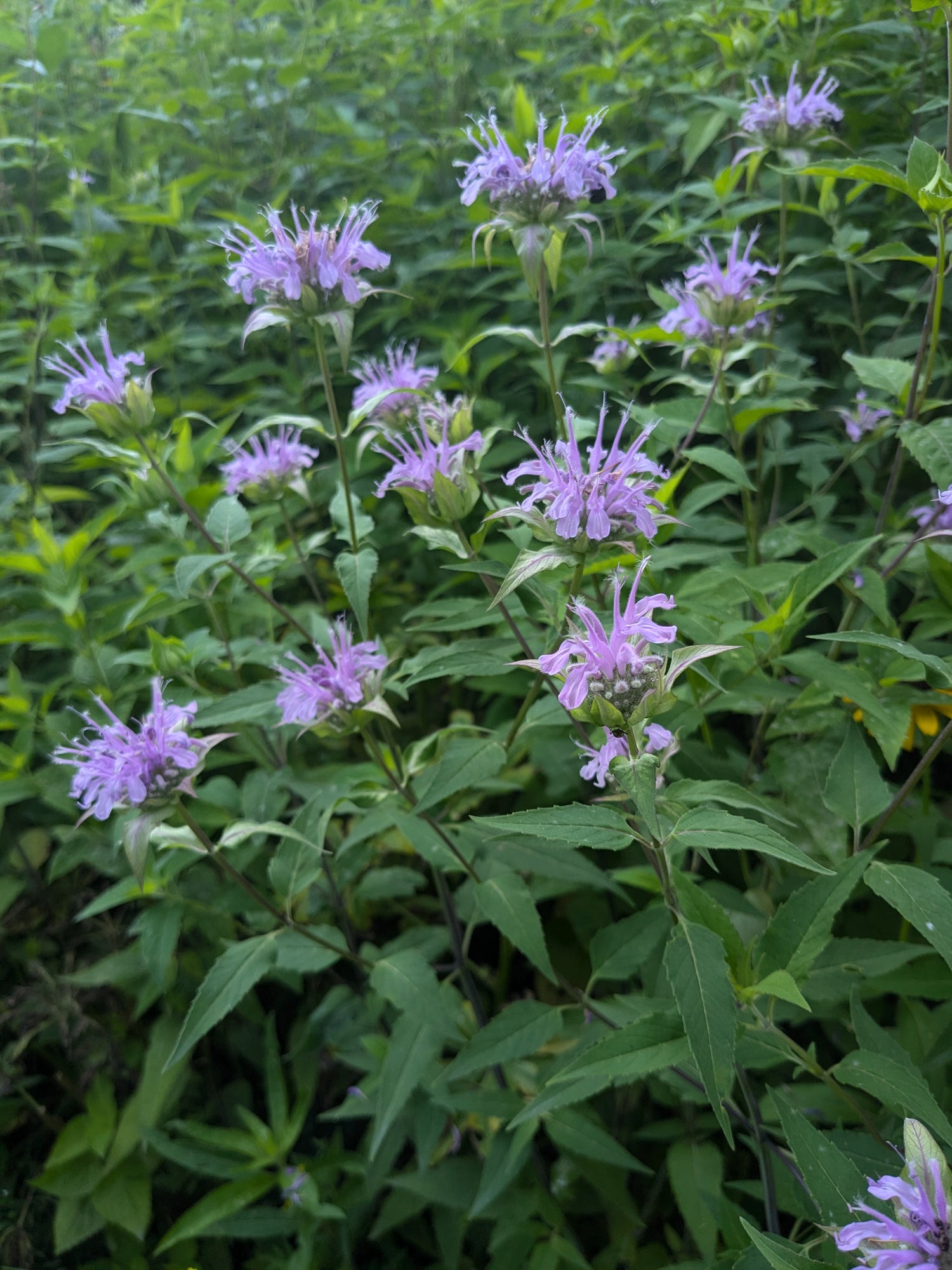 wild garden seed company Wild Bergamot Seeds