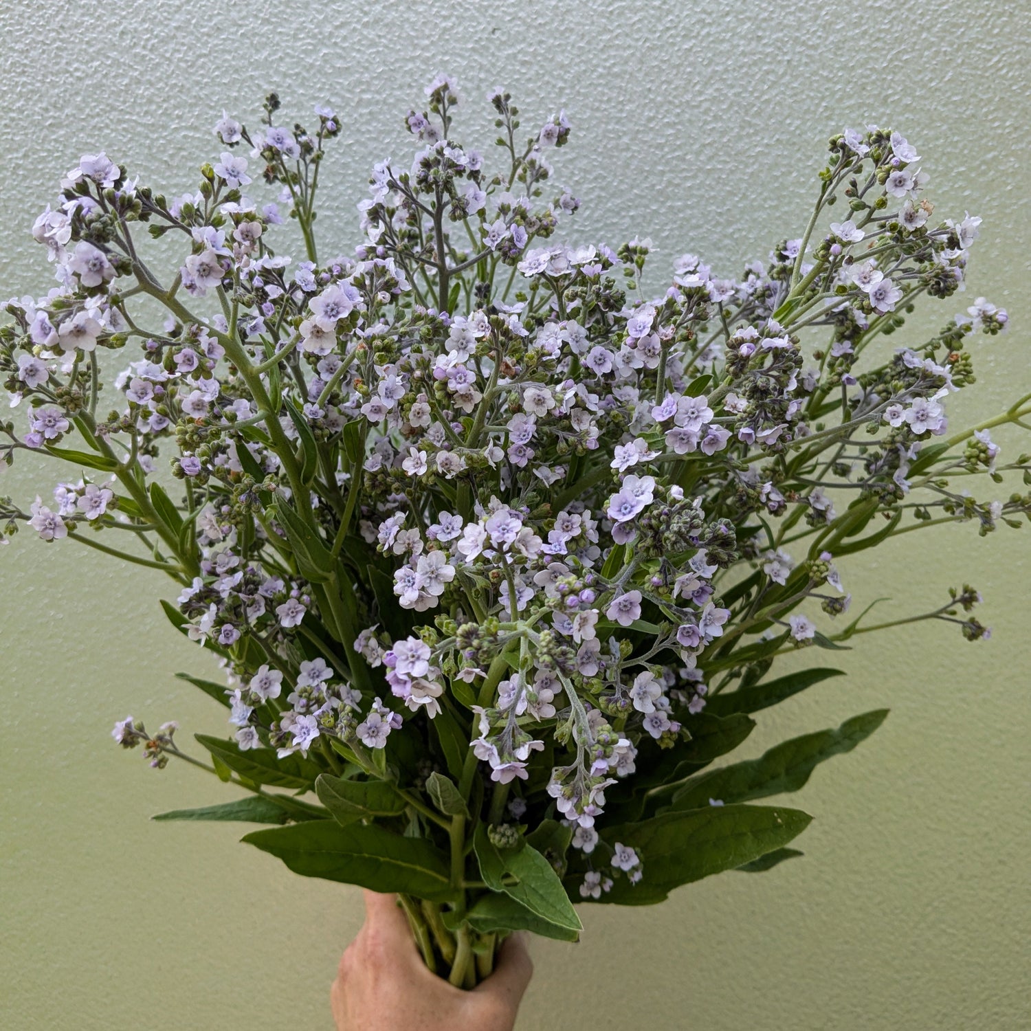 forget me not flower seeds Forget Me Not Ms. Marilyn Seeds – Jig-Bee Flower and Seed Company