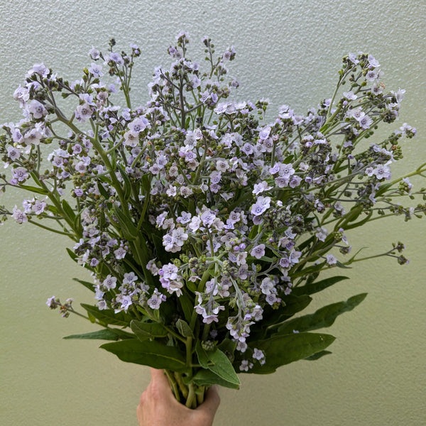 PXL_20240716_130959742_grande.