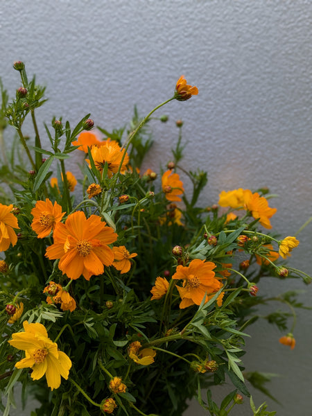 Cosmos Bright Lights Seeds – Jig-Bee Flower and Seed Company