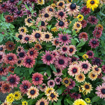The Flower Connection Workshop August 1st - Variety Selection and Breeding