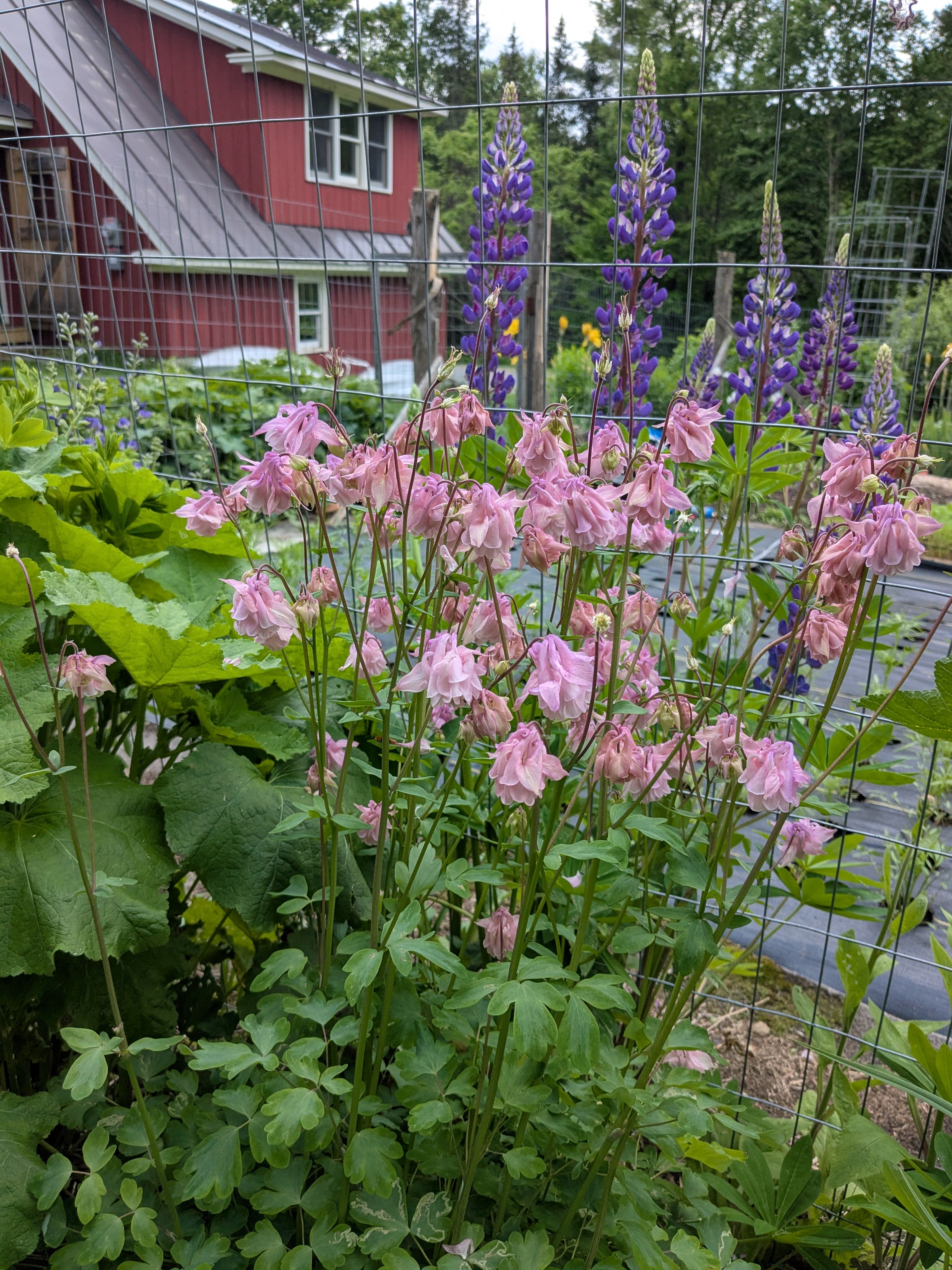 Columbine Ballerina Pink