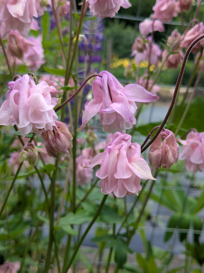 Columbine Ballerina Pink