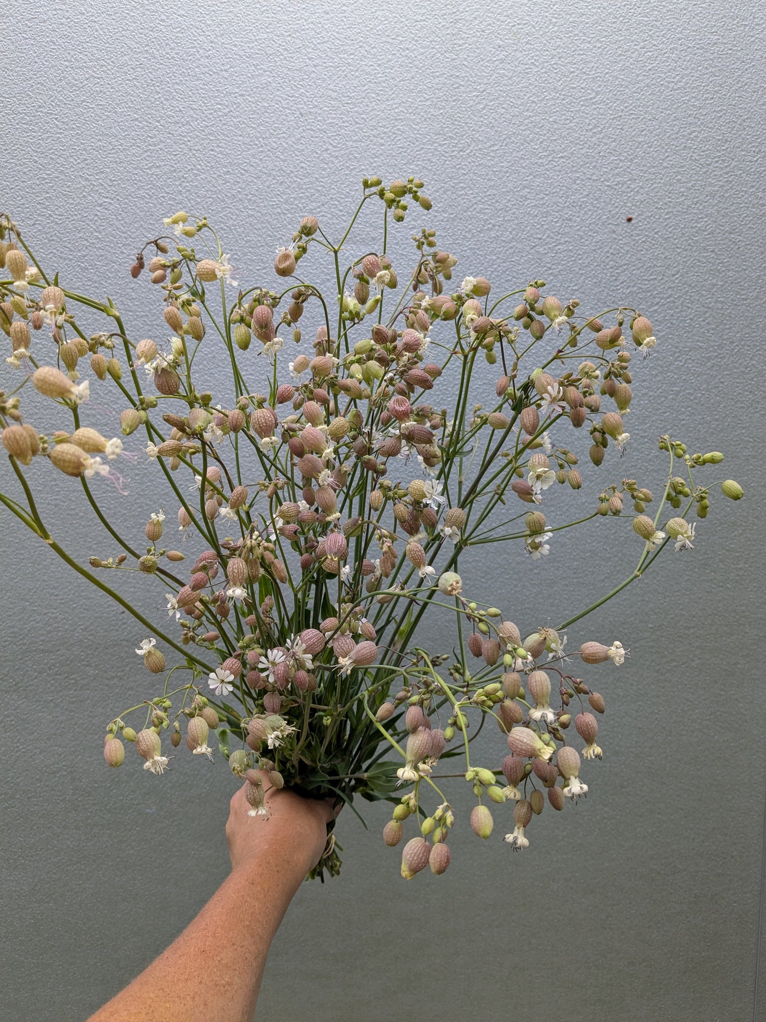 Silene Blushing Lanterns Seeds