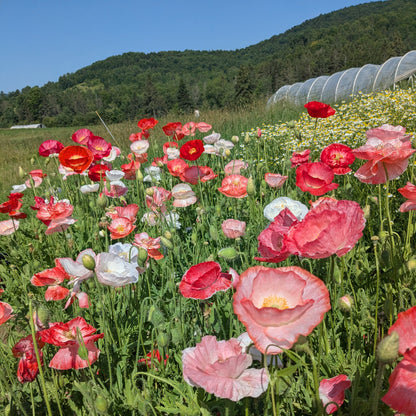 The Flower Connection Workshop August 1st - Variety Selection and Breeding