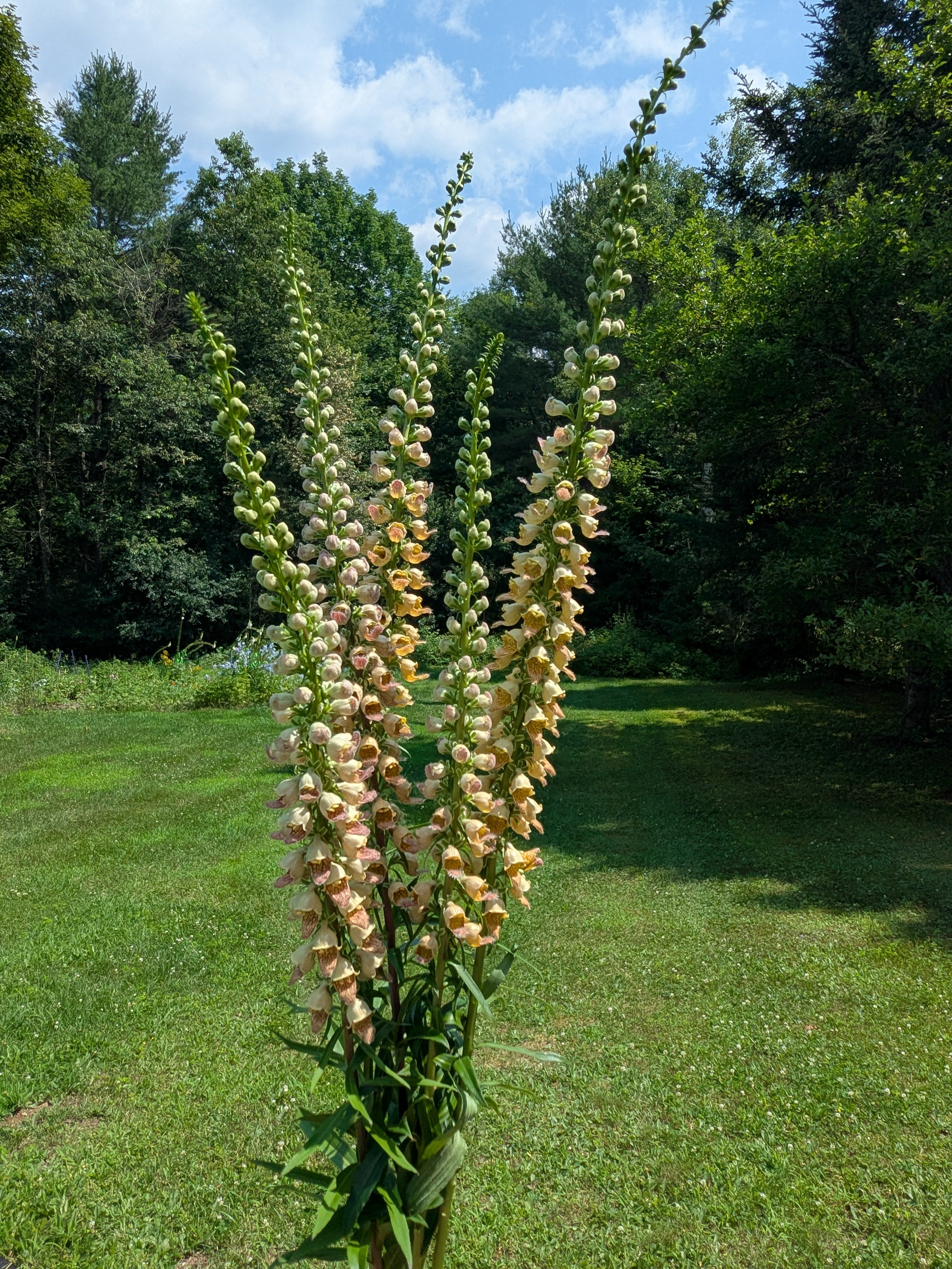 Foxglove Laevigata Seeds