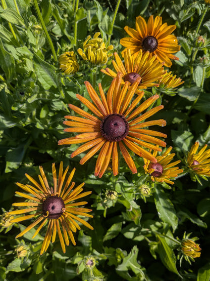 Rudbeckia Chimchiminee Seeds