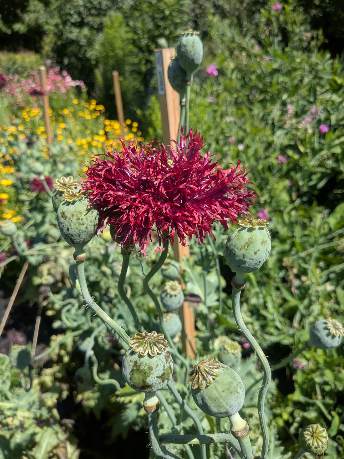 Poppy Black Swan Seeds