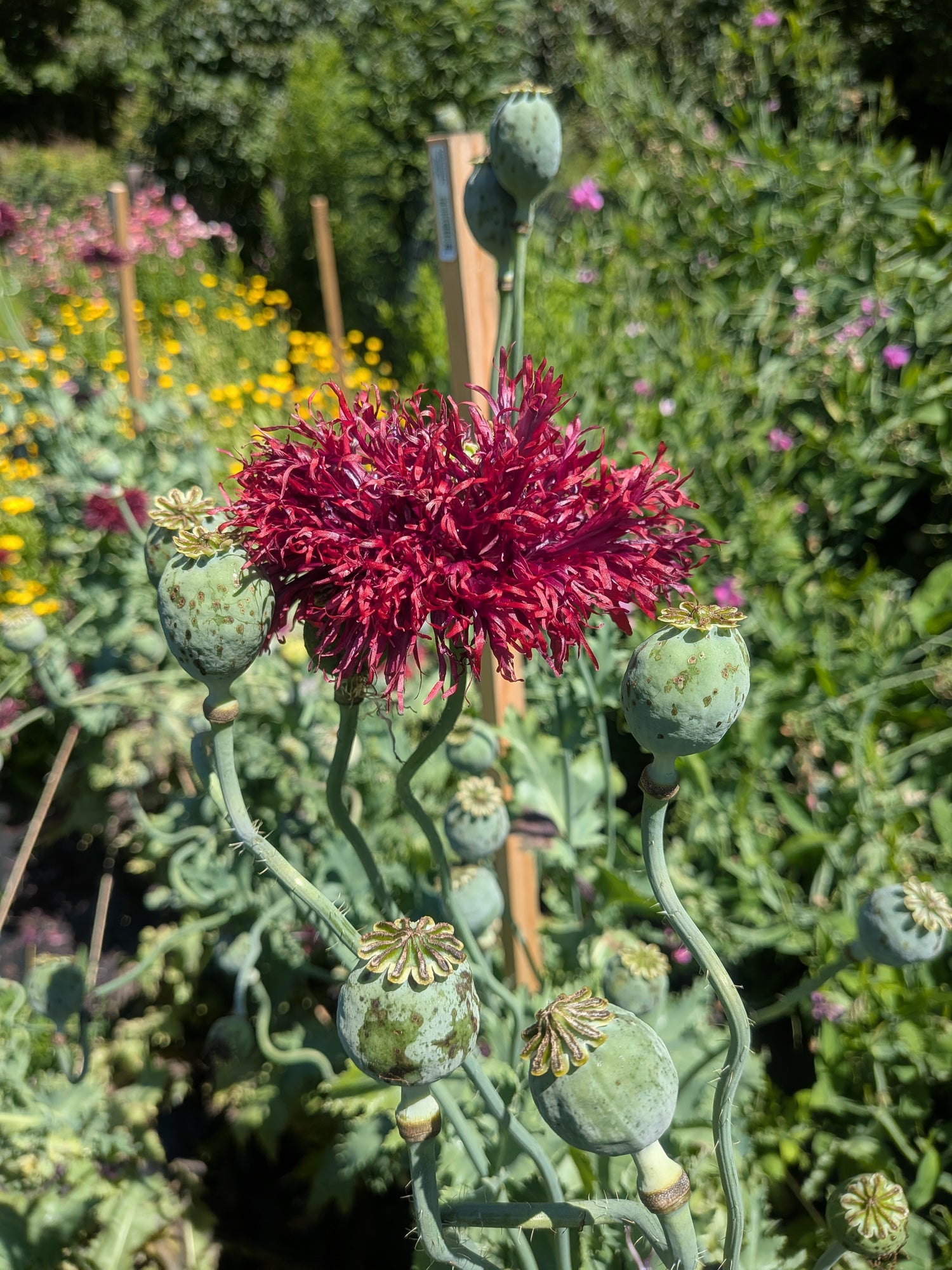 Poppy Black Swan Seeds