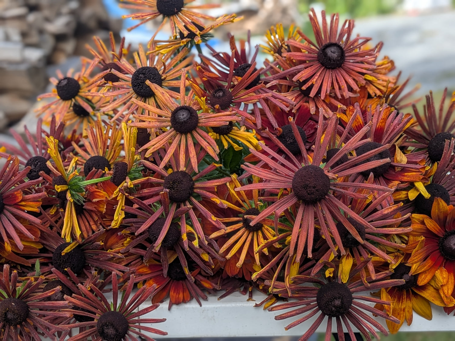 rudbeckia flower seeds Rudbeckia Chim Chiminee Seeds