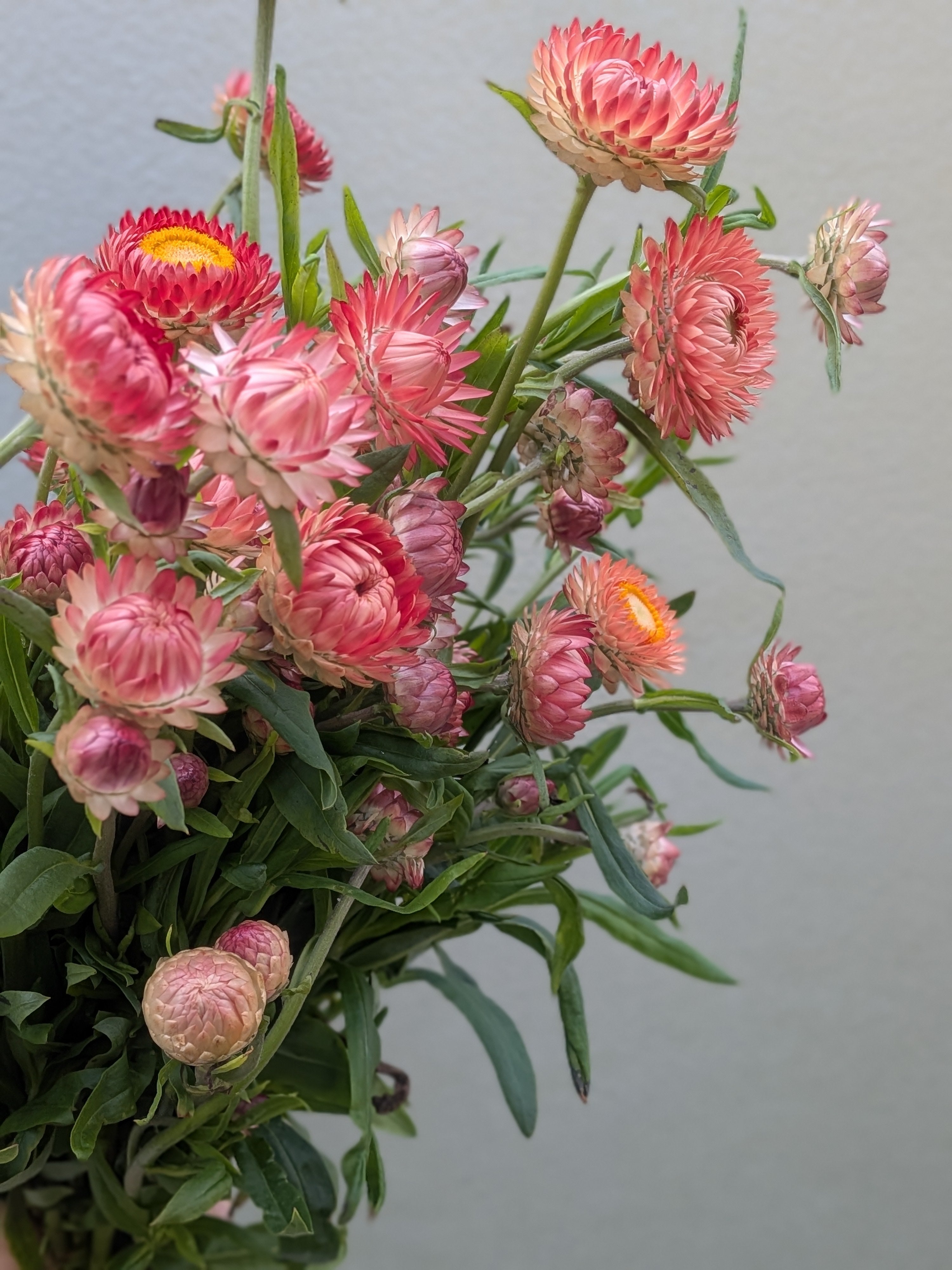 Strawflower Apricot Peach Seeds