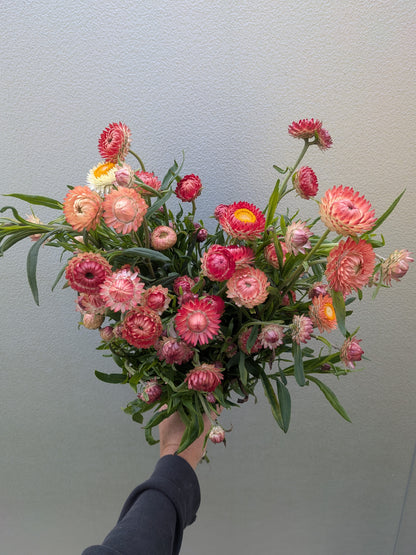 Strawflower Apricot Peach Seeds