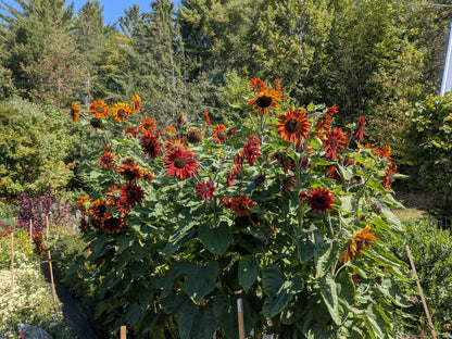 Sunflower Better Off Red Seeds
