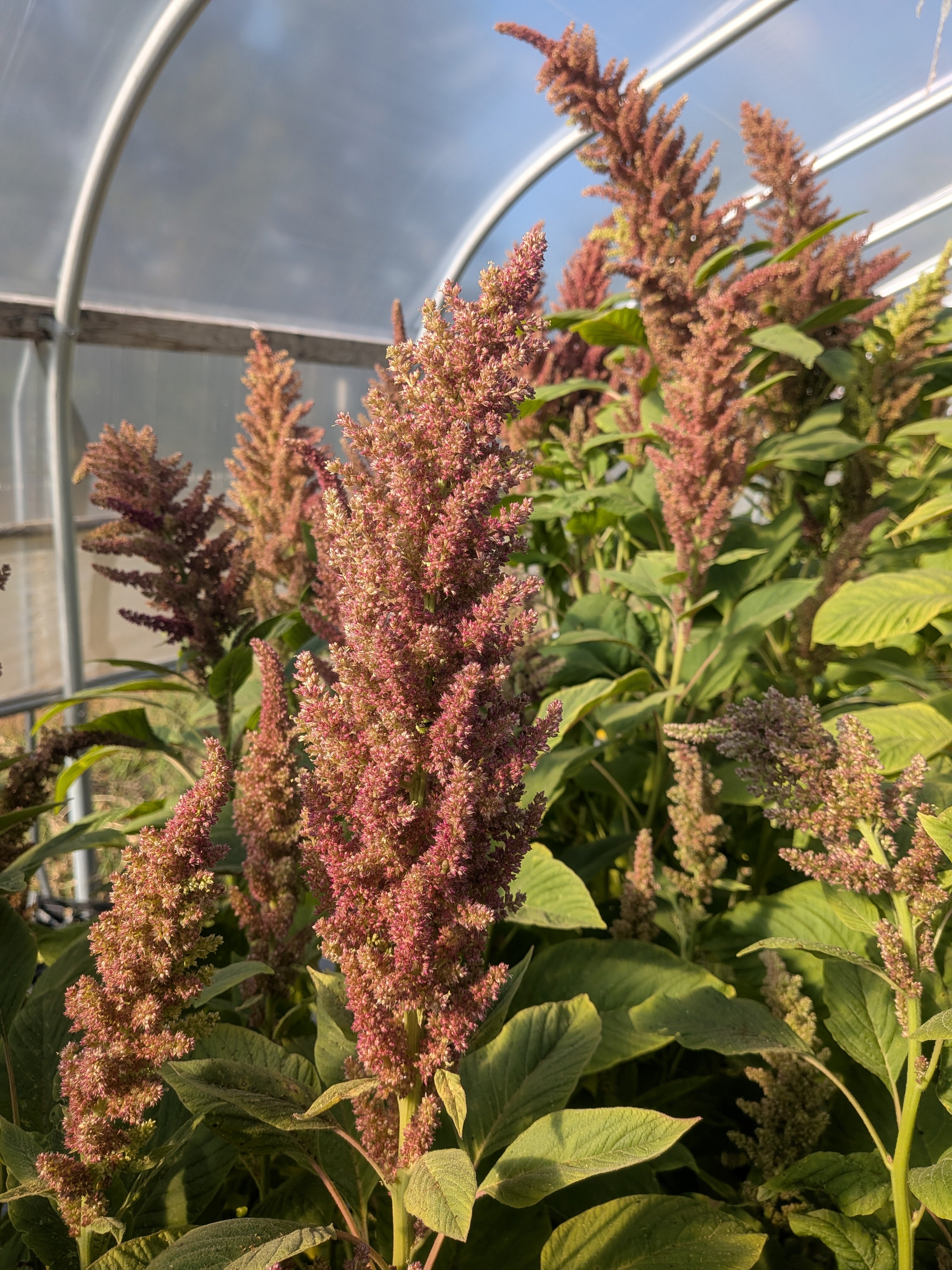 Amaranth Rose Gold Breeding Mix Seed