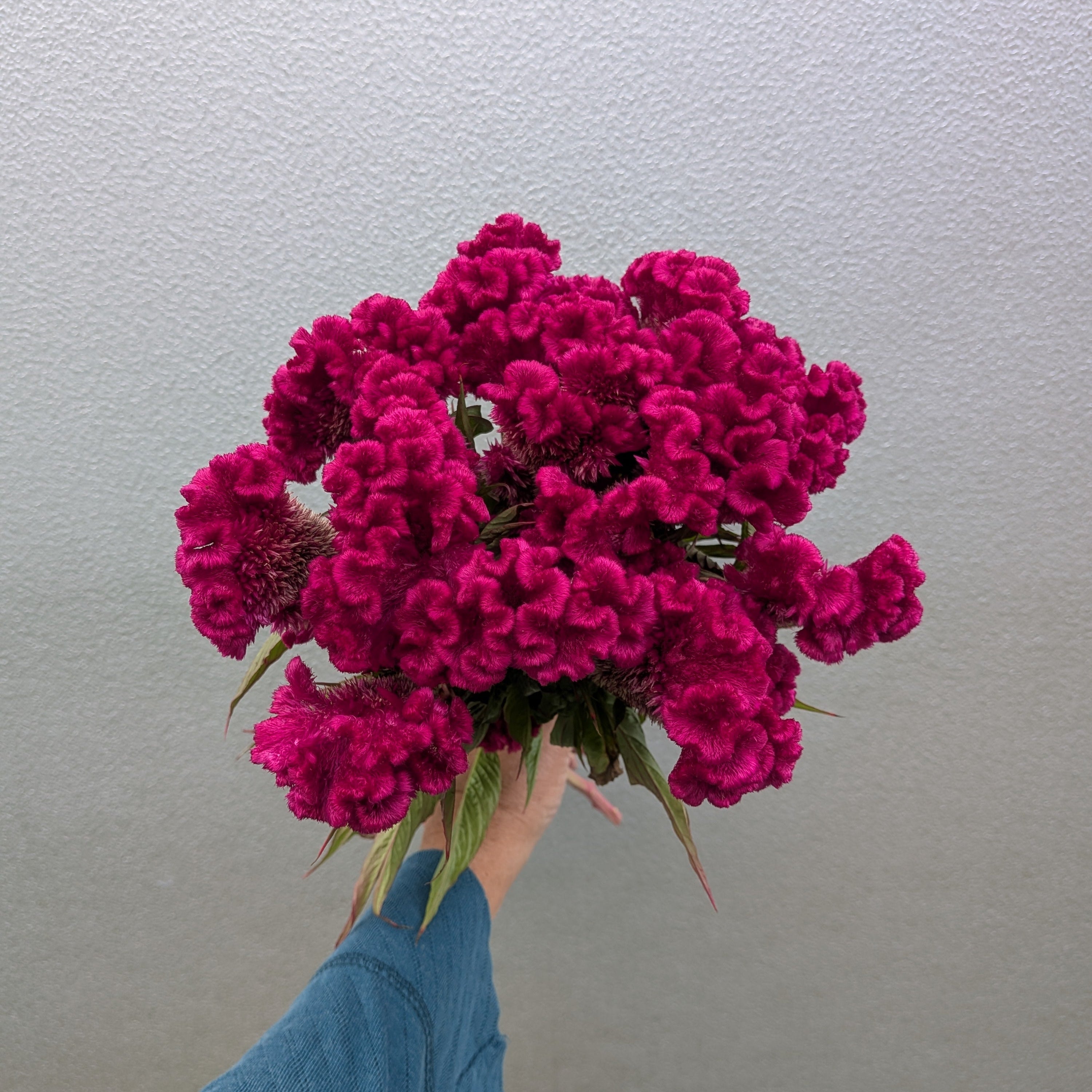 Celosia Mindmeld Fuschia Crested Cockscomb Seed