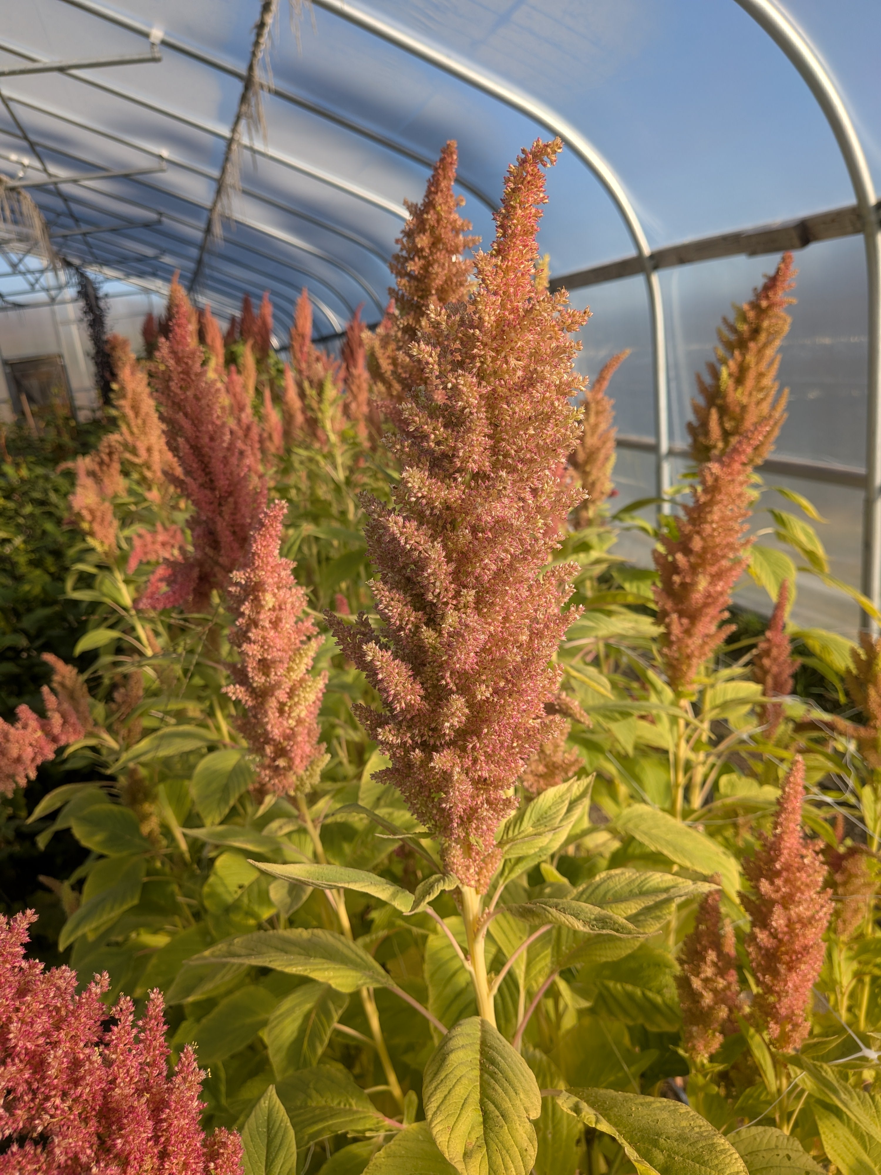 Amaranth Rose Gold Breeding Mix Seed