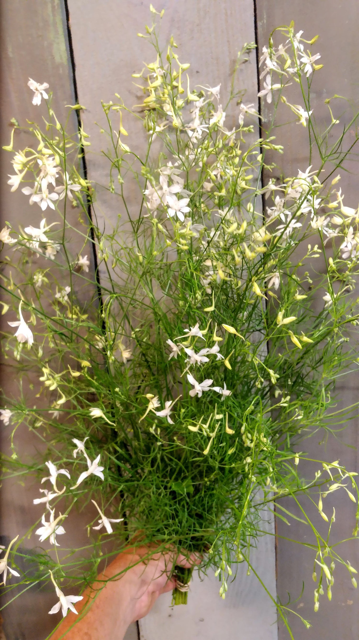 larkspur flower seeds Larkspur Cloud White Seeds